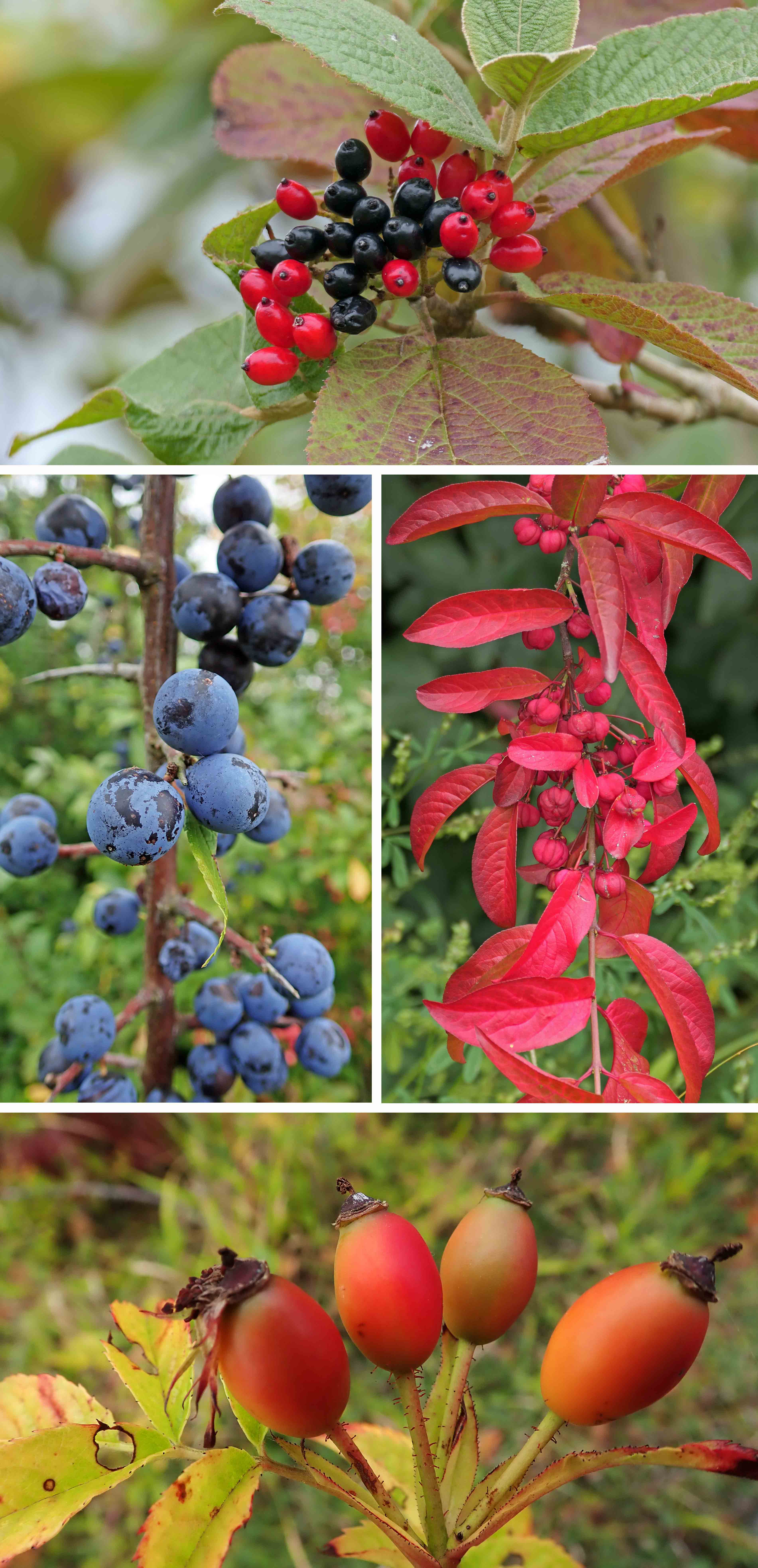 240901 autumn fruits