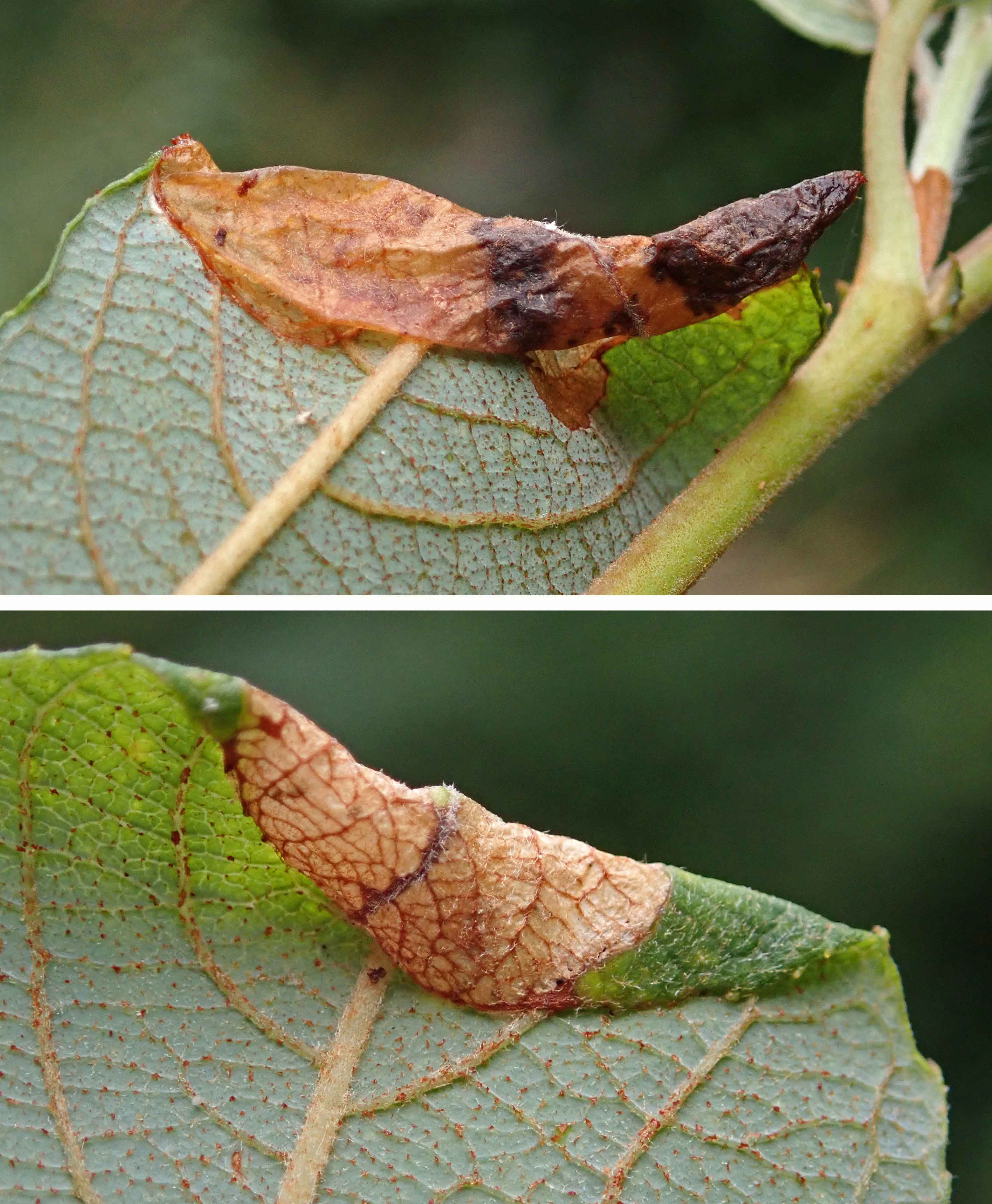 240902 Caloptilia stigmatella (2)