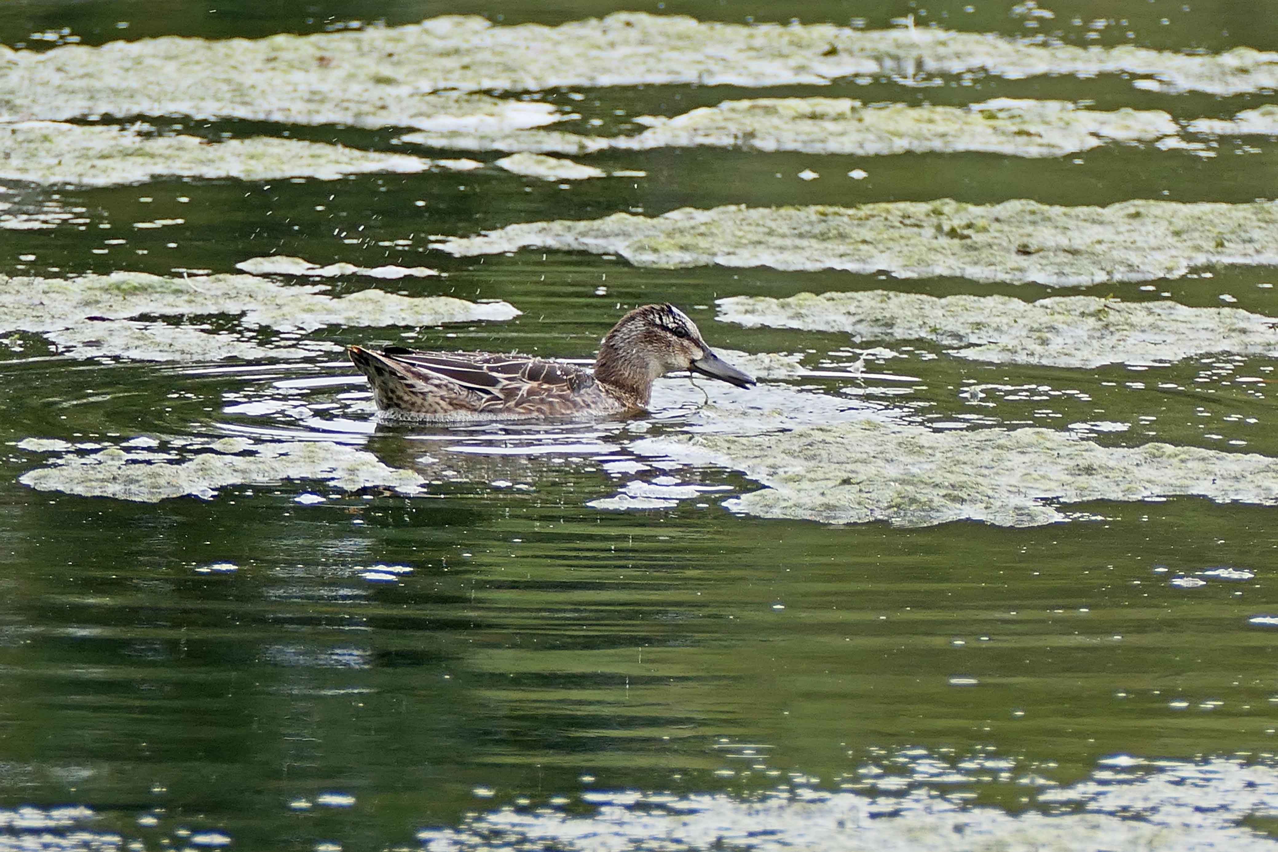240903 garganey (1)