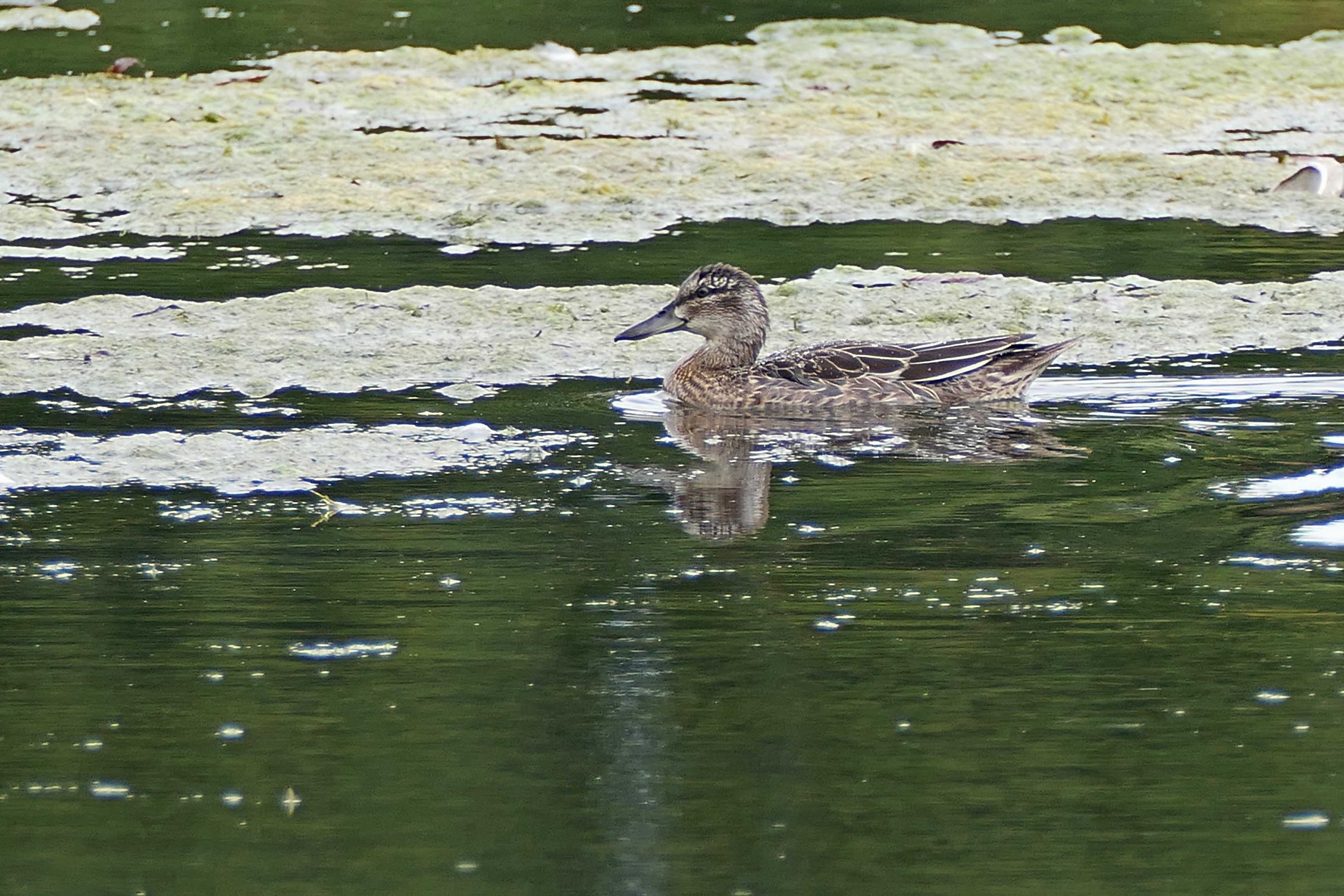240903 garganey (3)