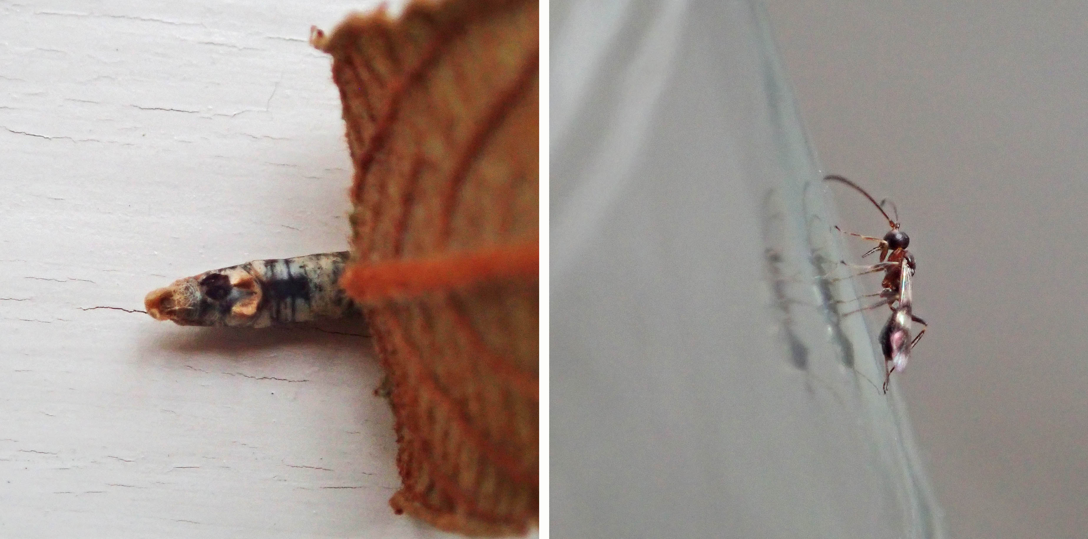 240905 aleiodes wasp (1)