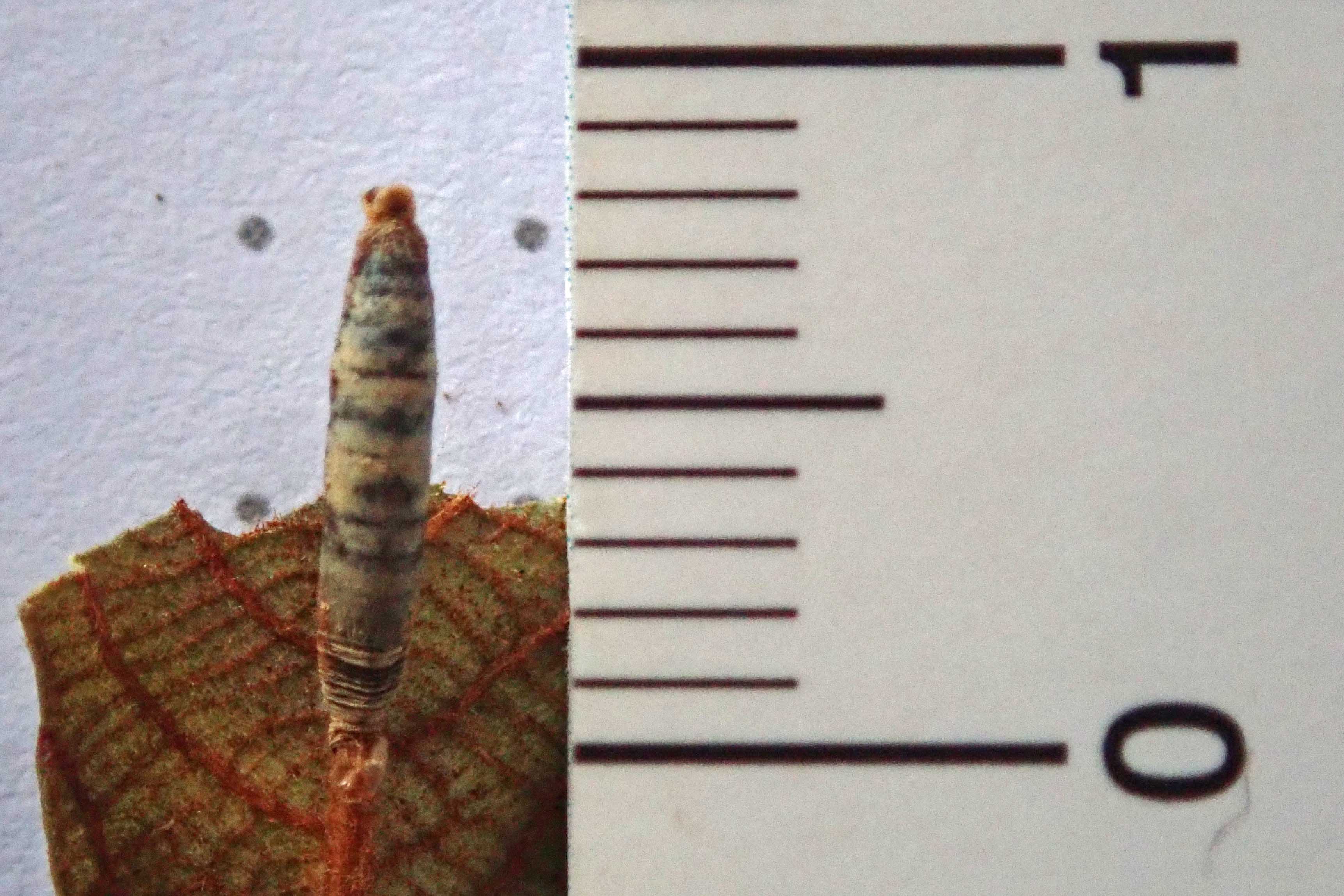 240905 aleiodes wasp (2)