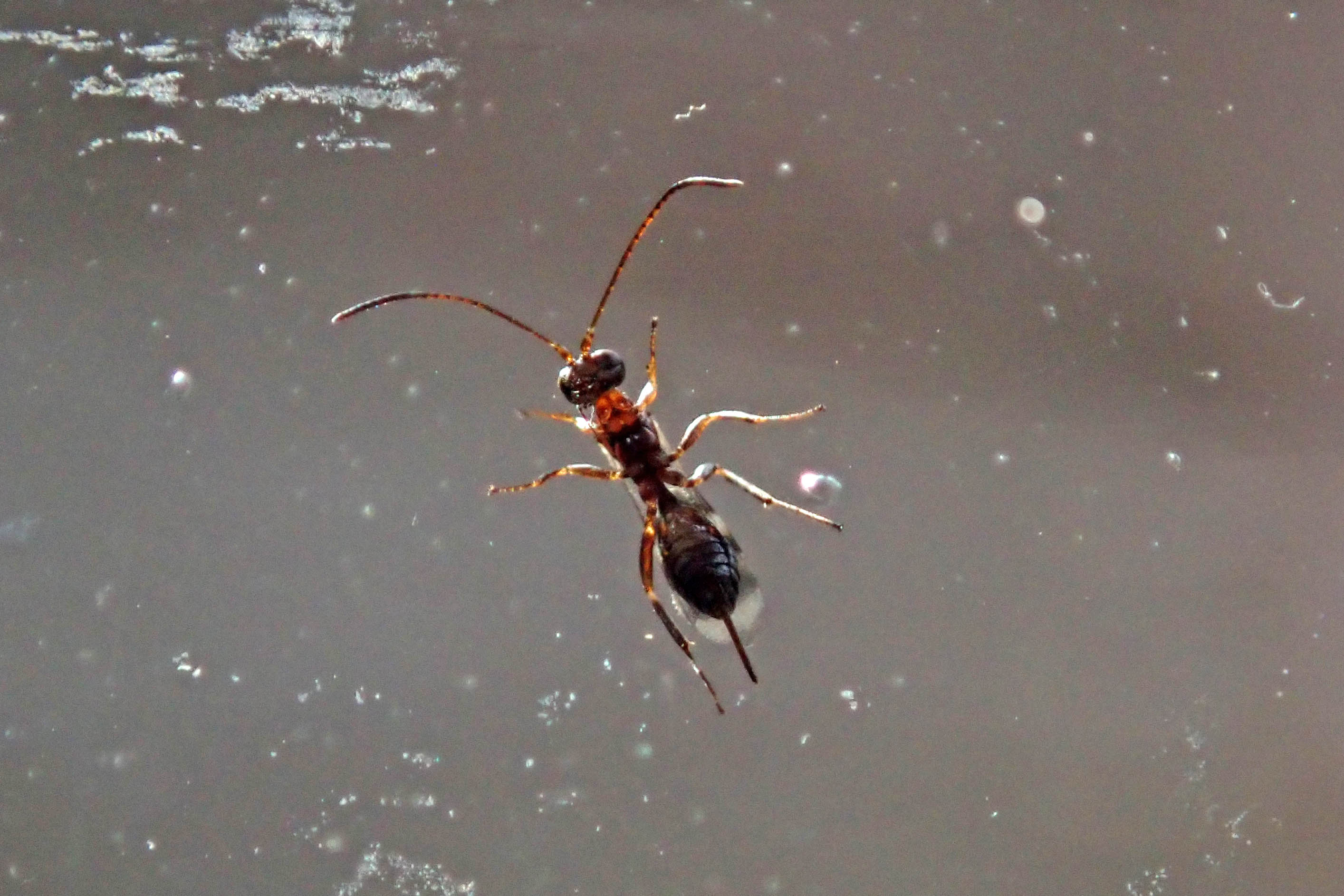 240905 aleiodes wasp (3)