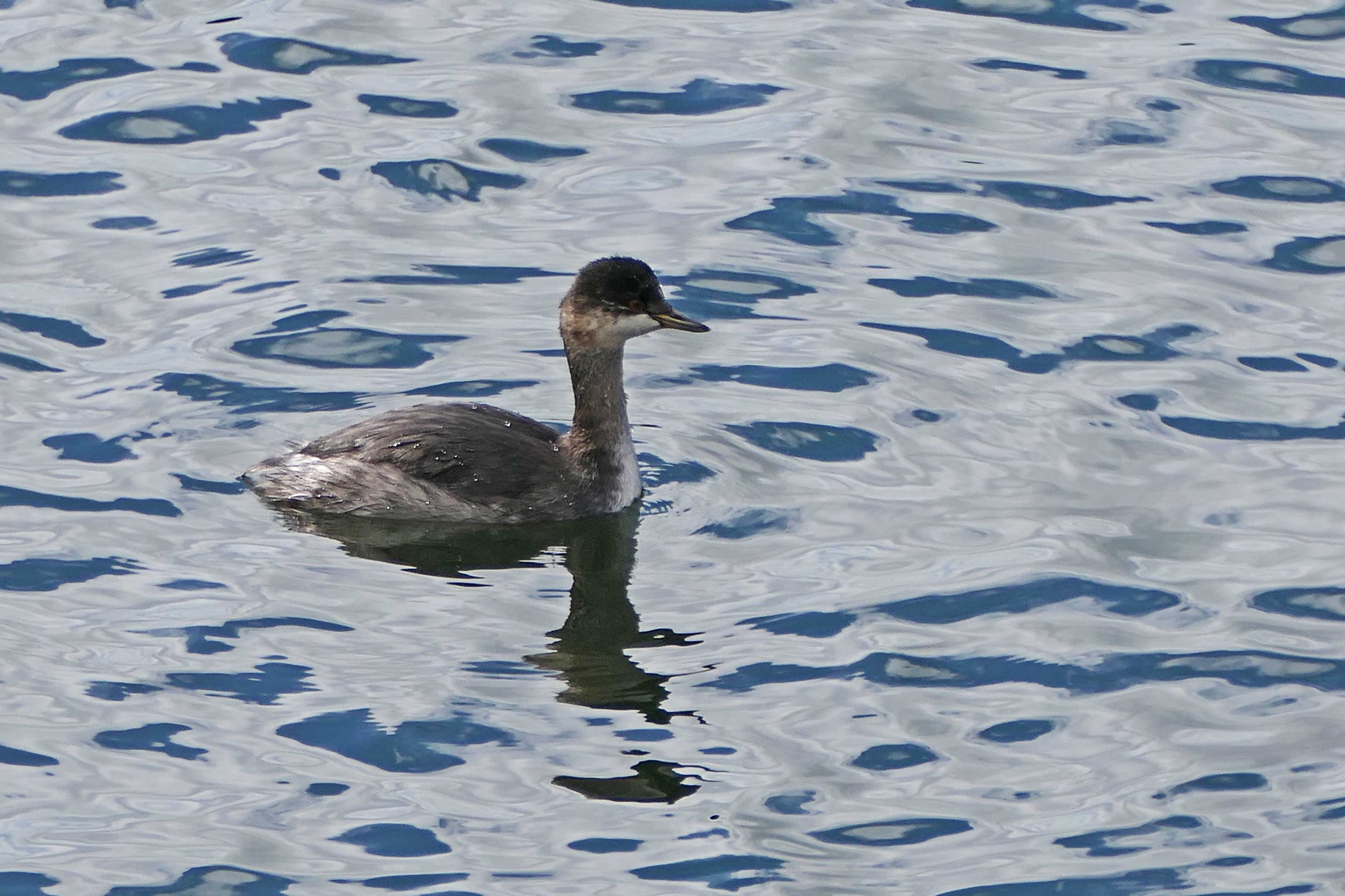 240906 black-necked grebe (1)