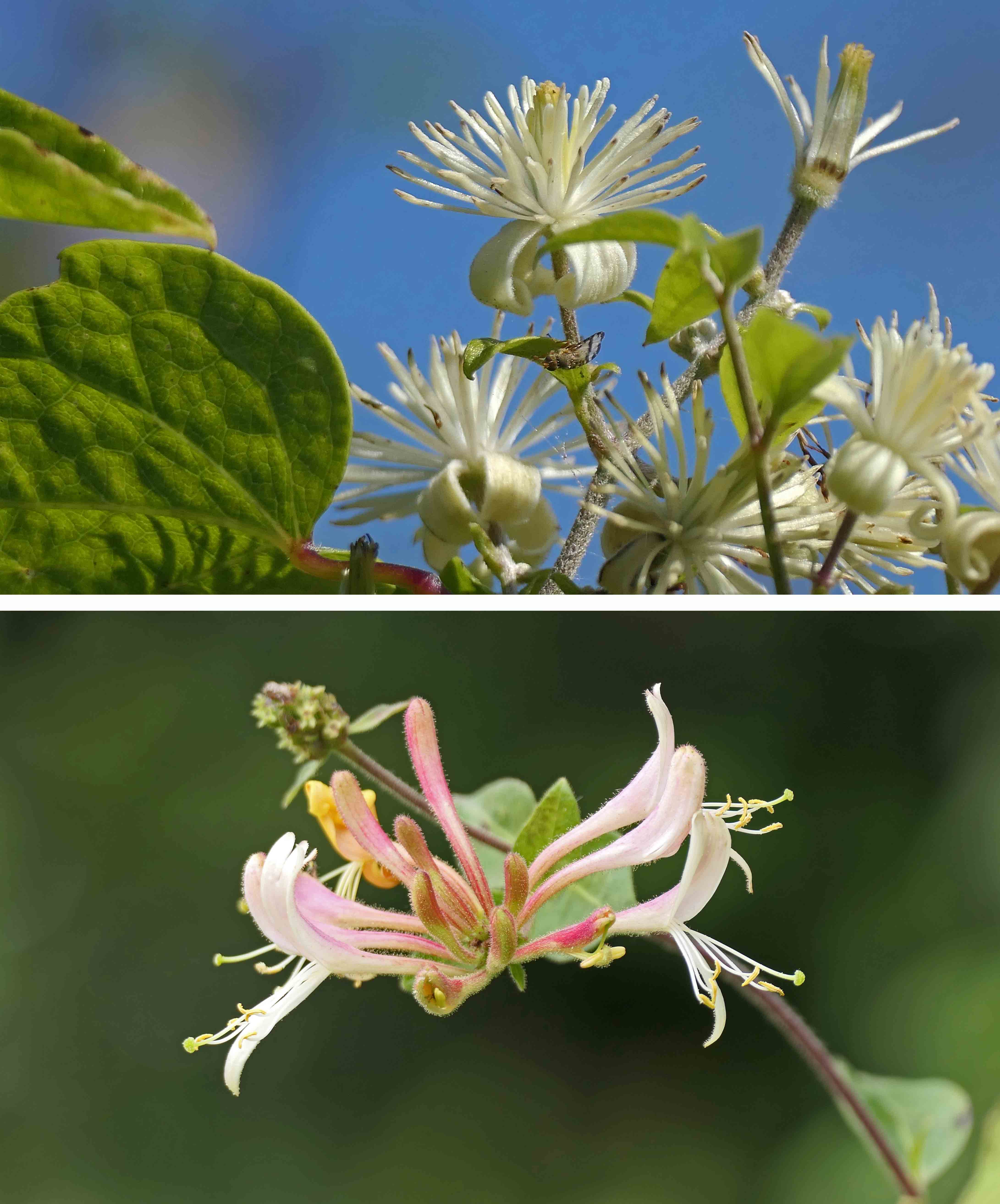 240908 old mans beard honeysuckle