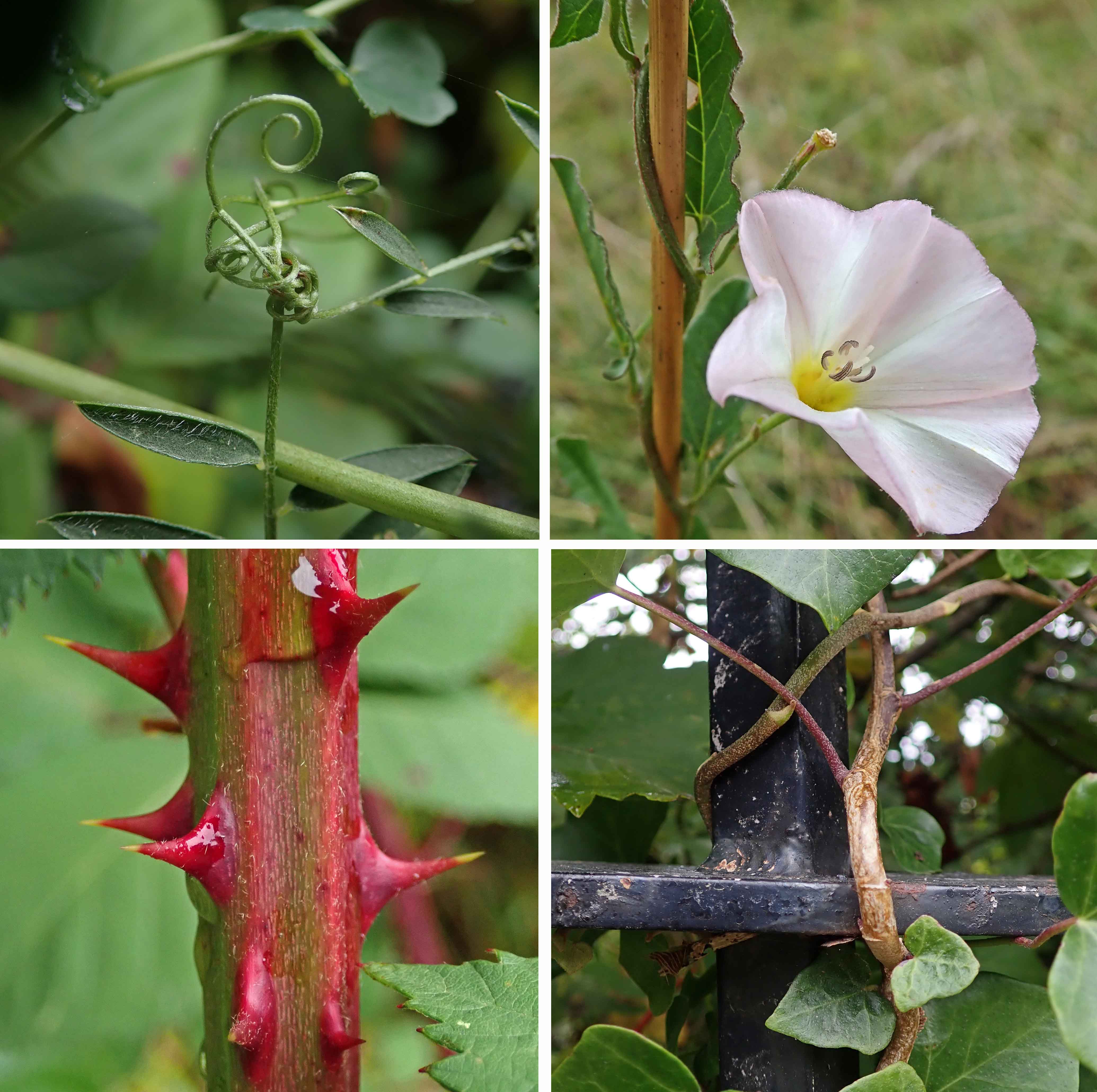 240908 x how they climb