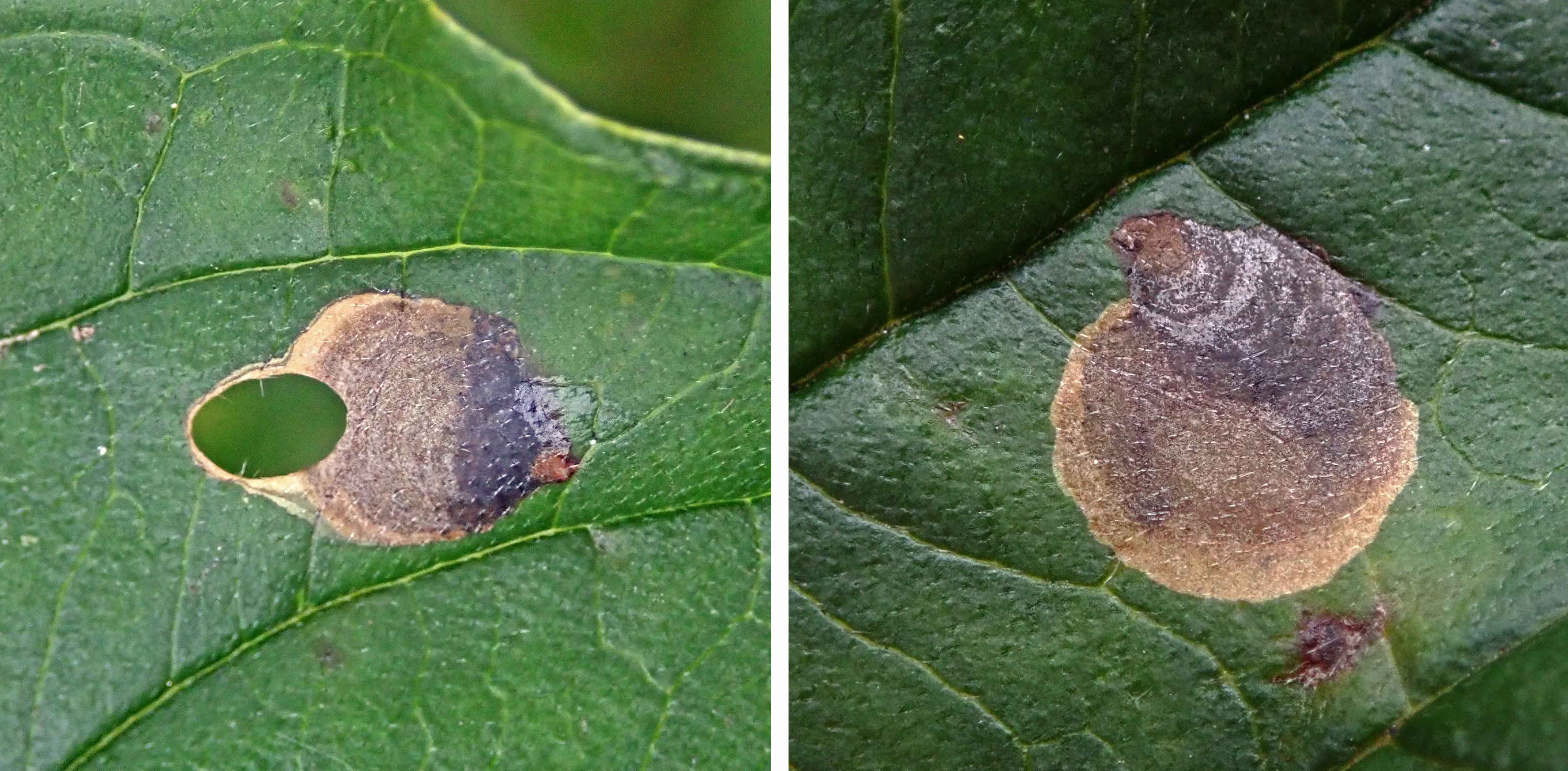 240909 Antispila petryi (2)