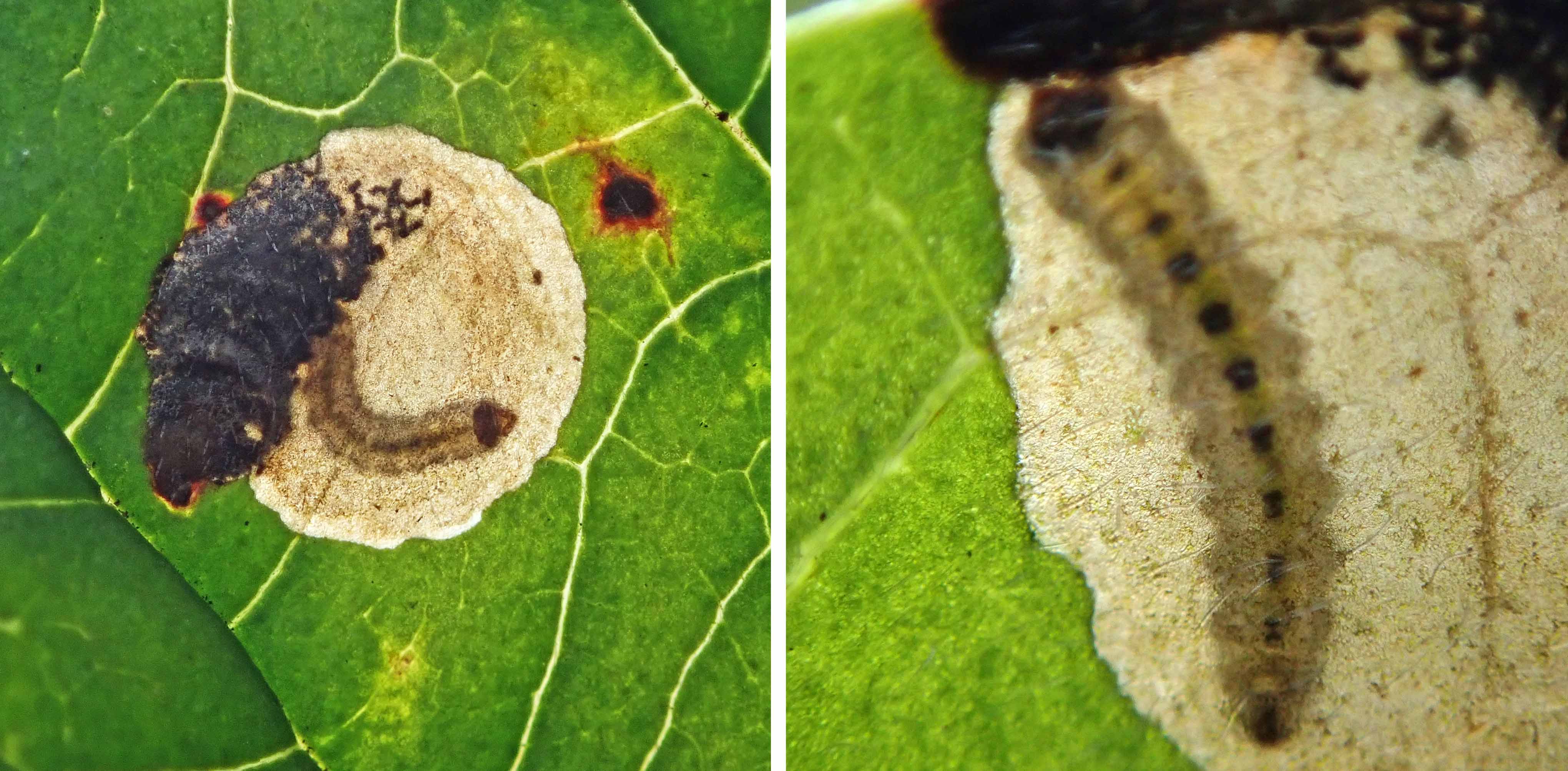 240909 Antispila petryi (3)