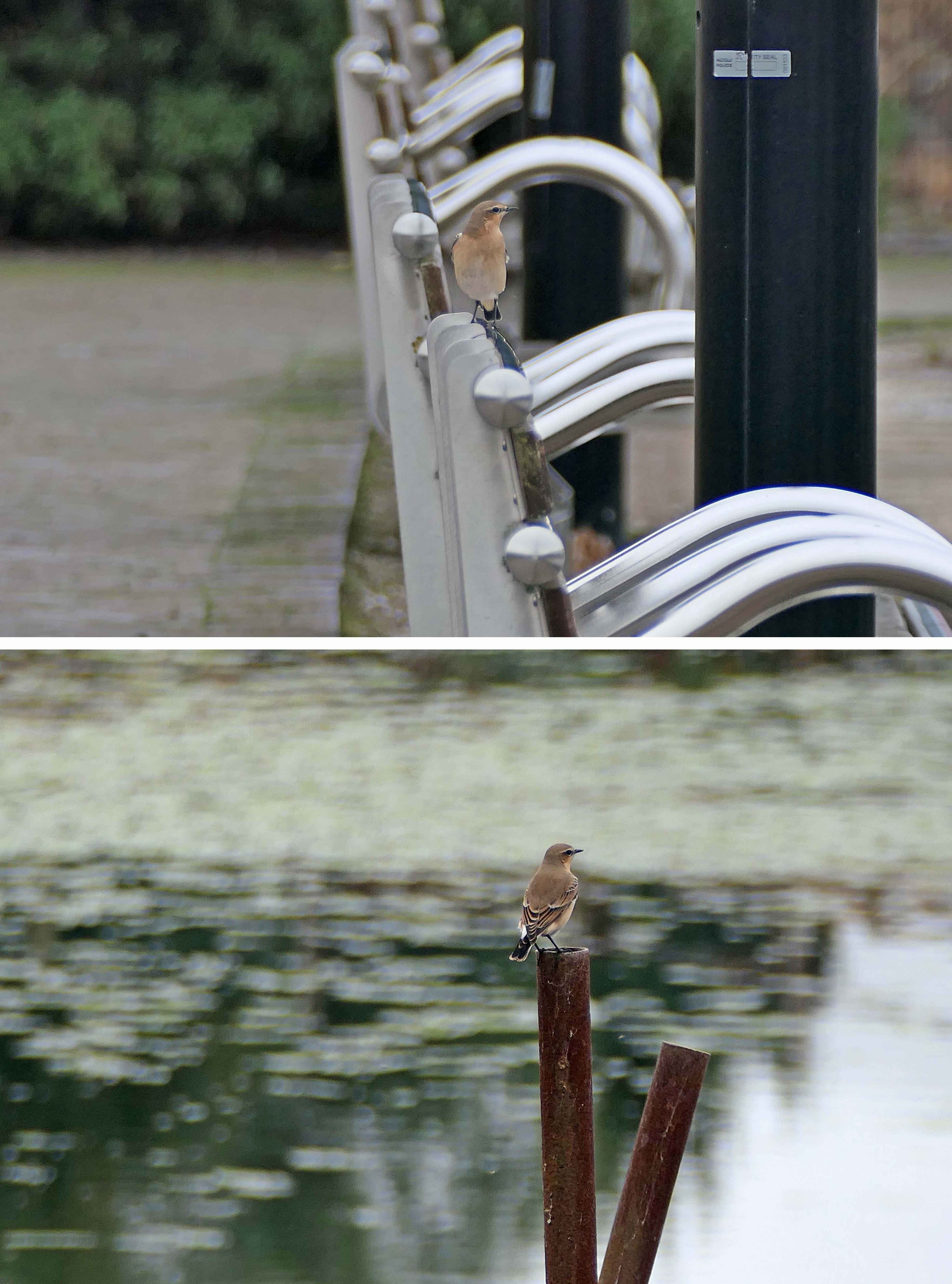 240910 wheatears (2)