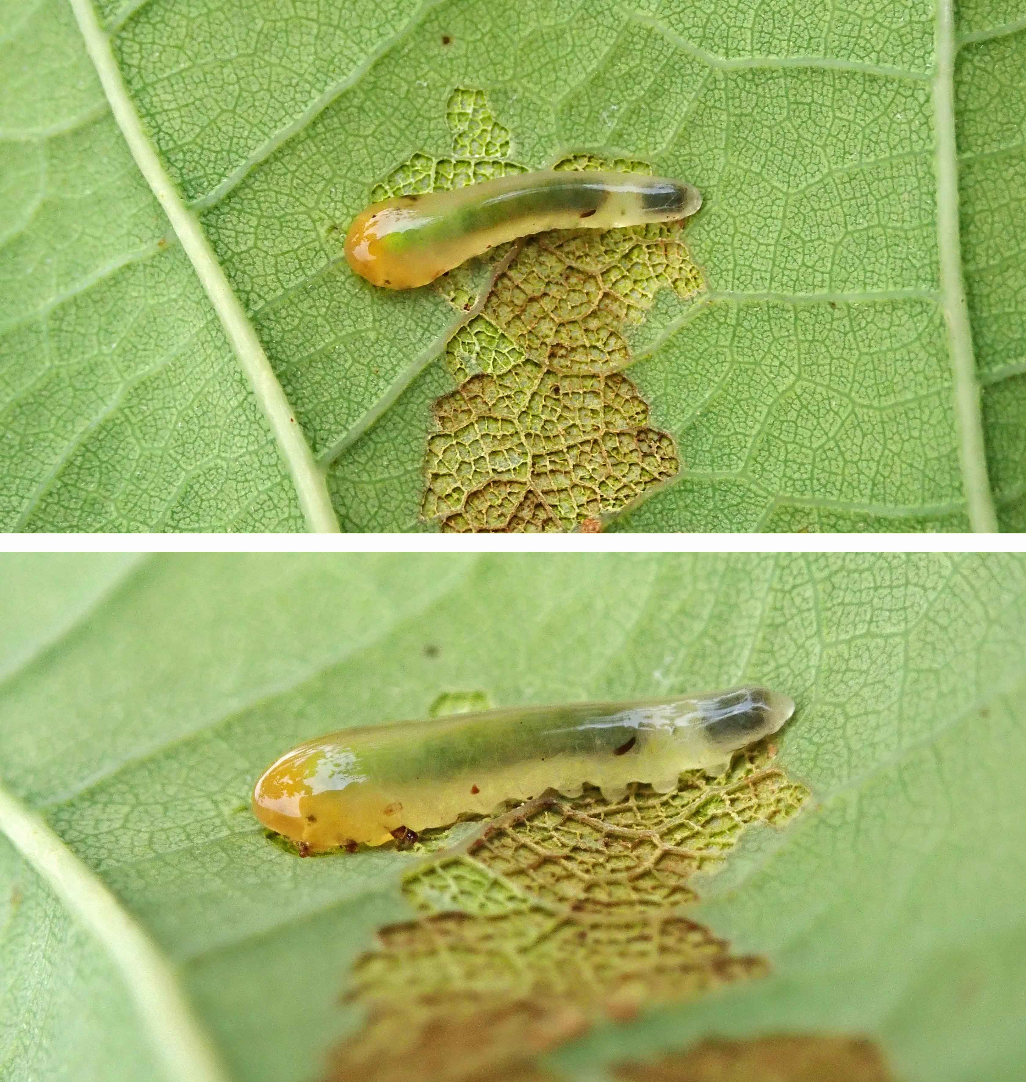 240911 Caliroa cinxia