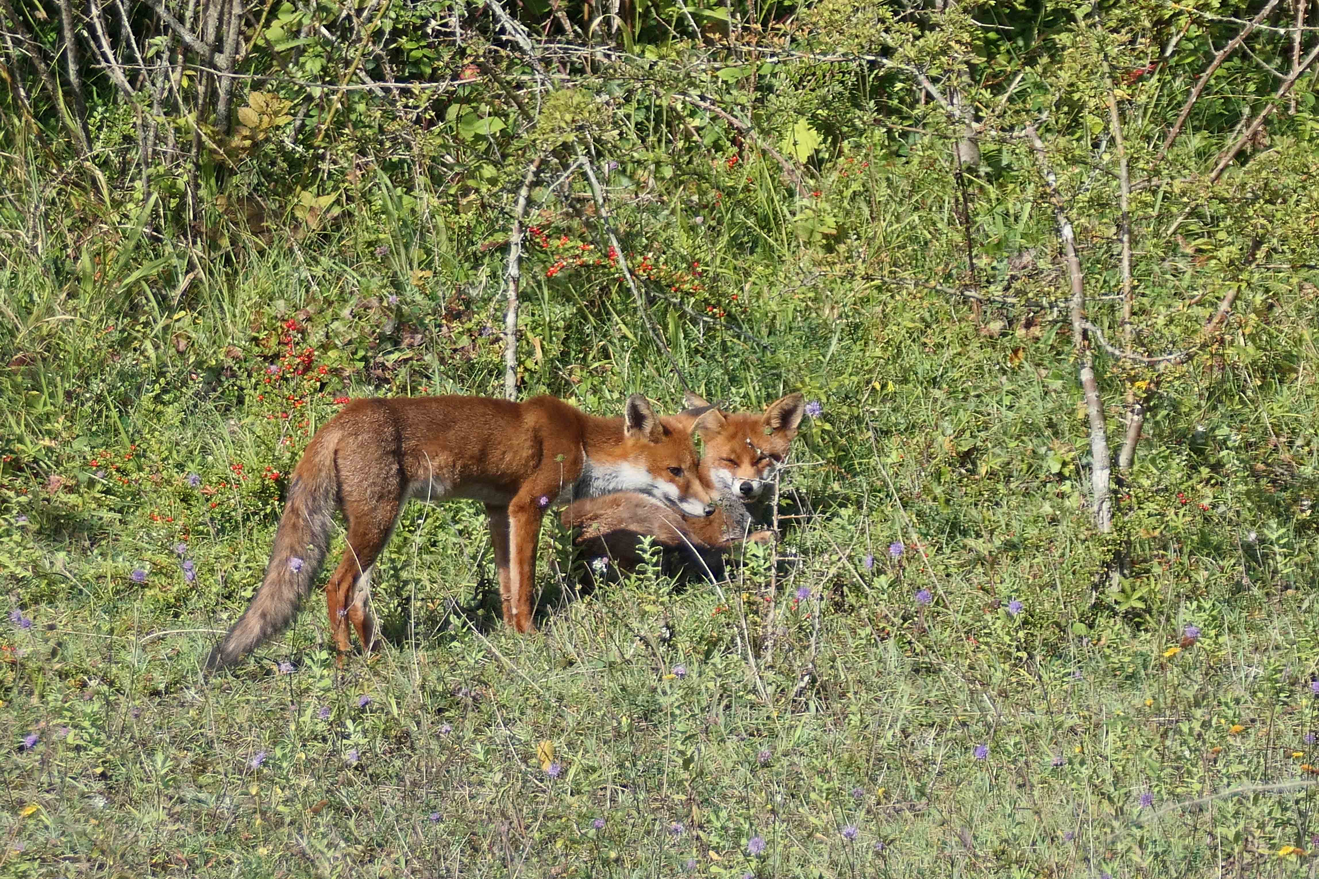 240914 two foxes (1)