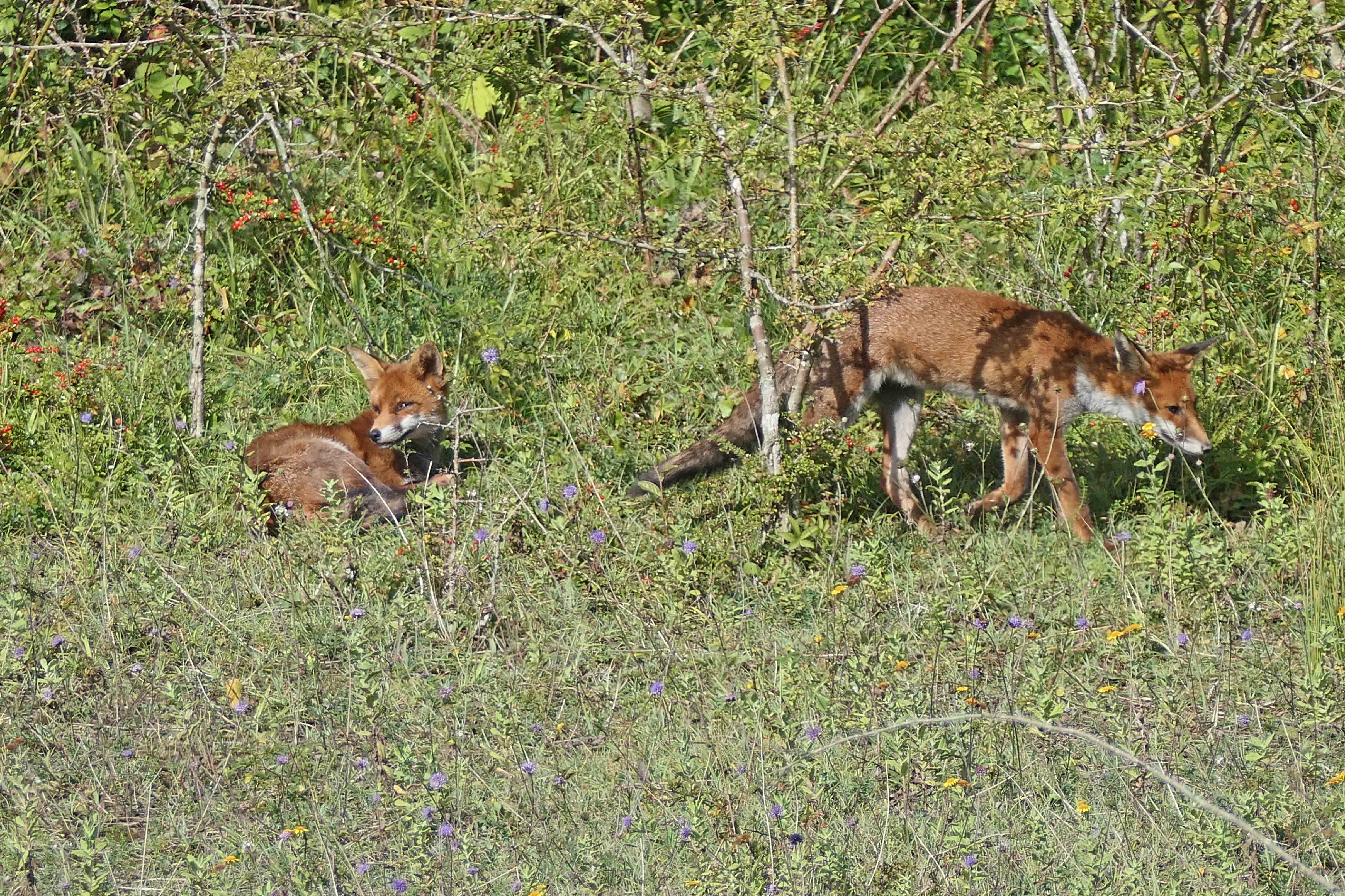 240914 two foxes (2)