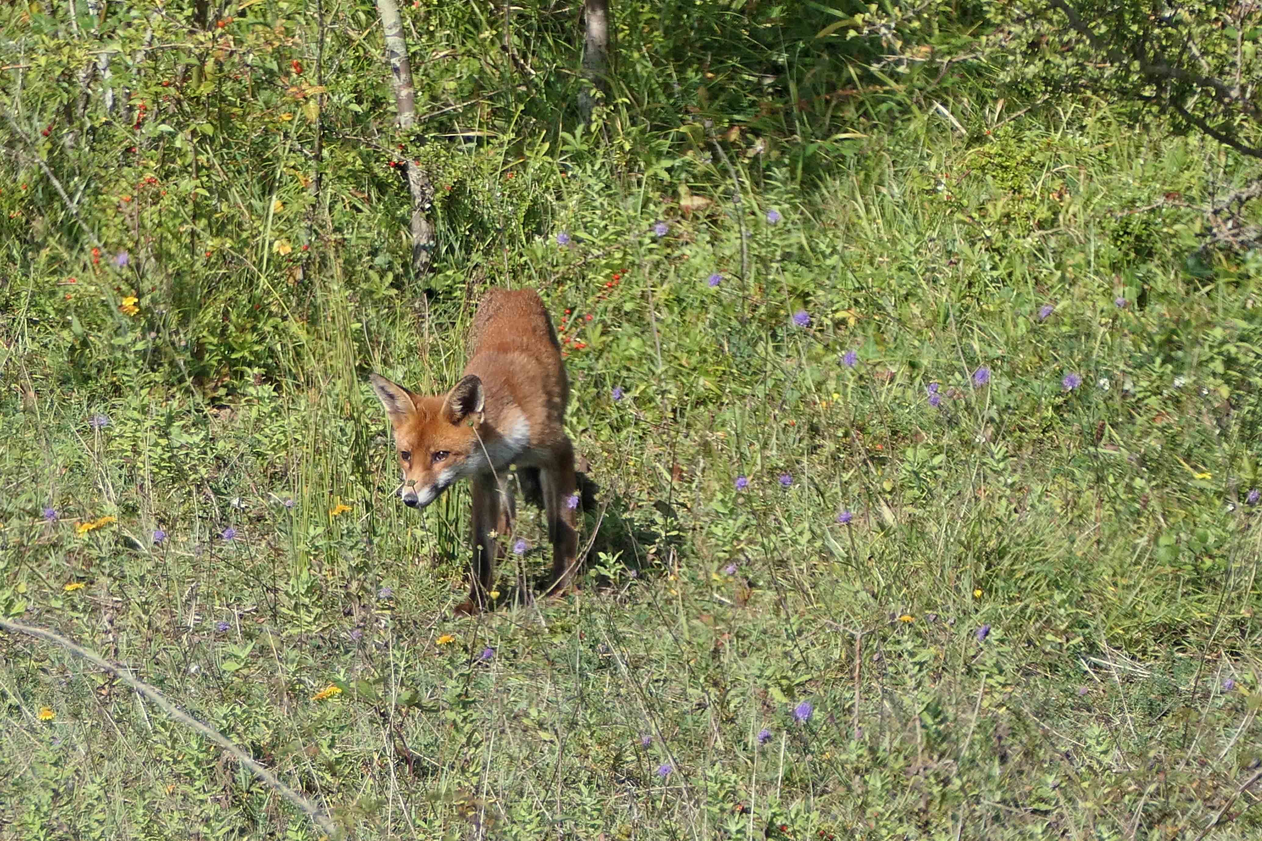 240914 two foxes (3)
