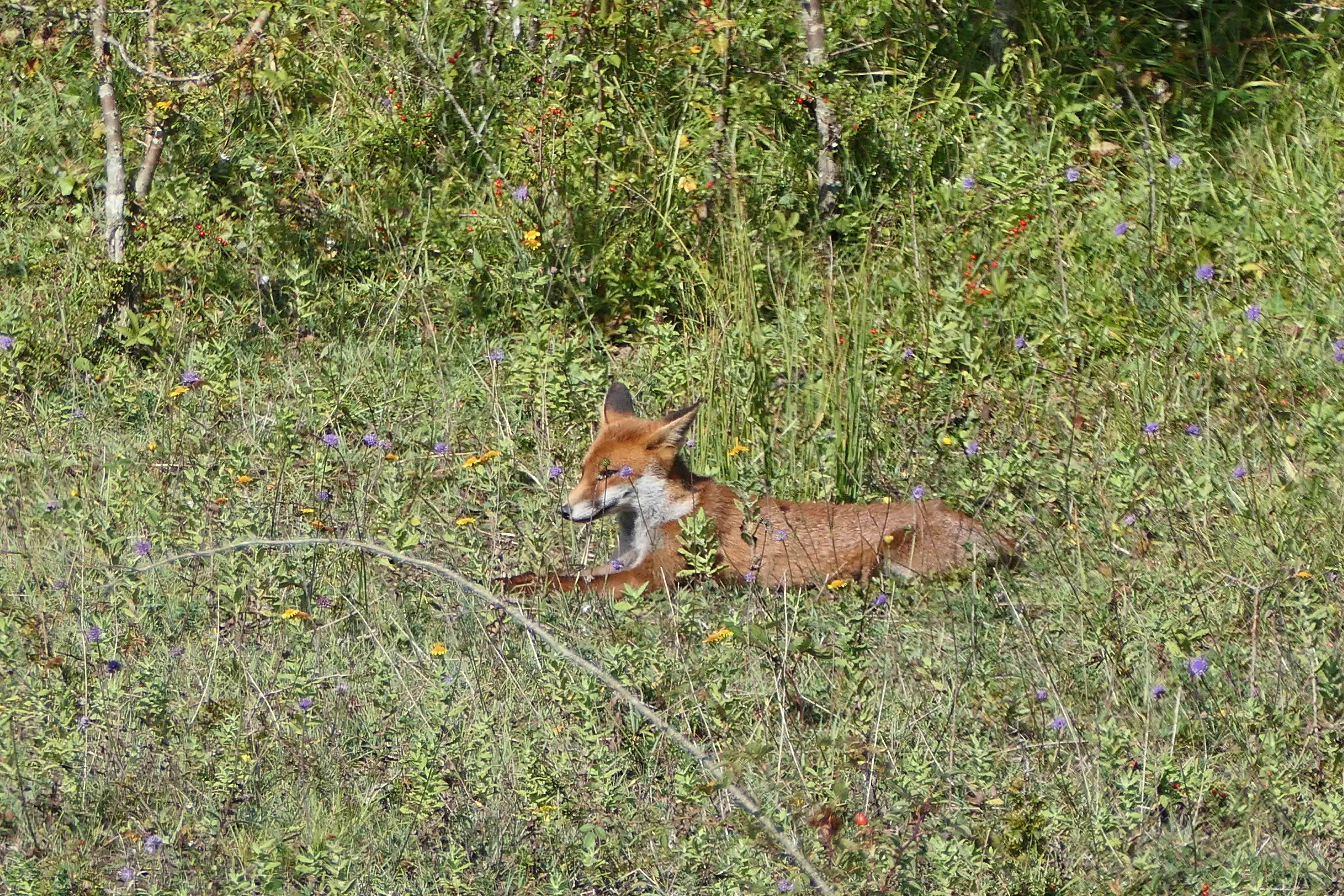 240914 two foxes (4)