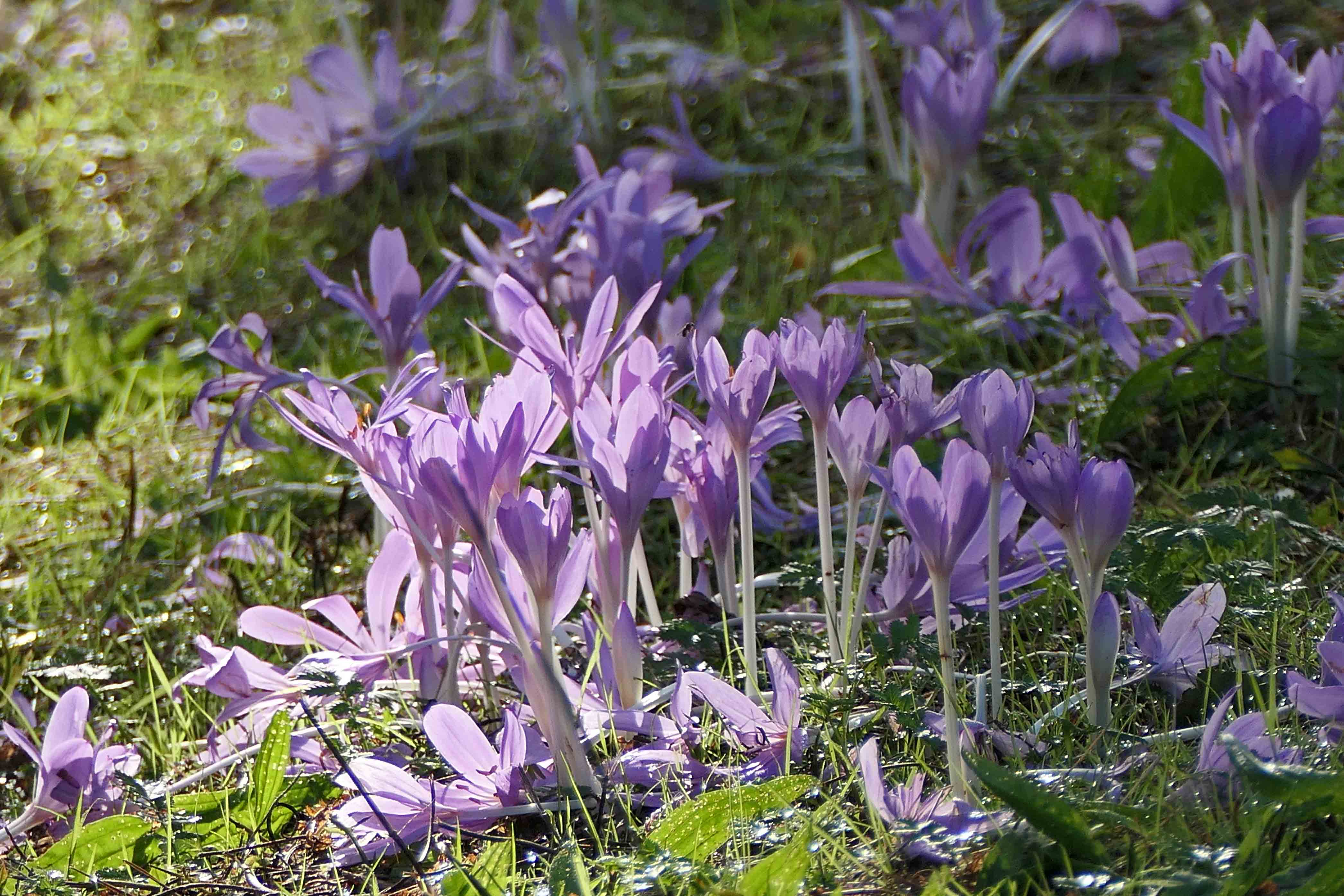 240915 autumn crocus (1)