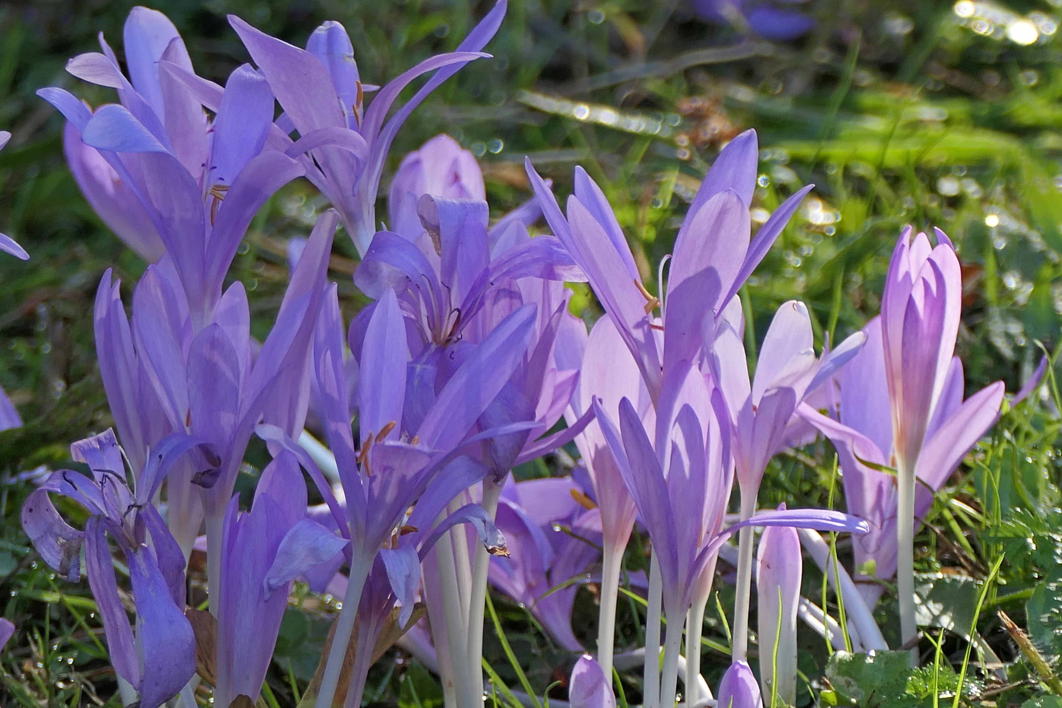 240915 autumn crocus (2)