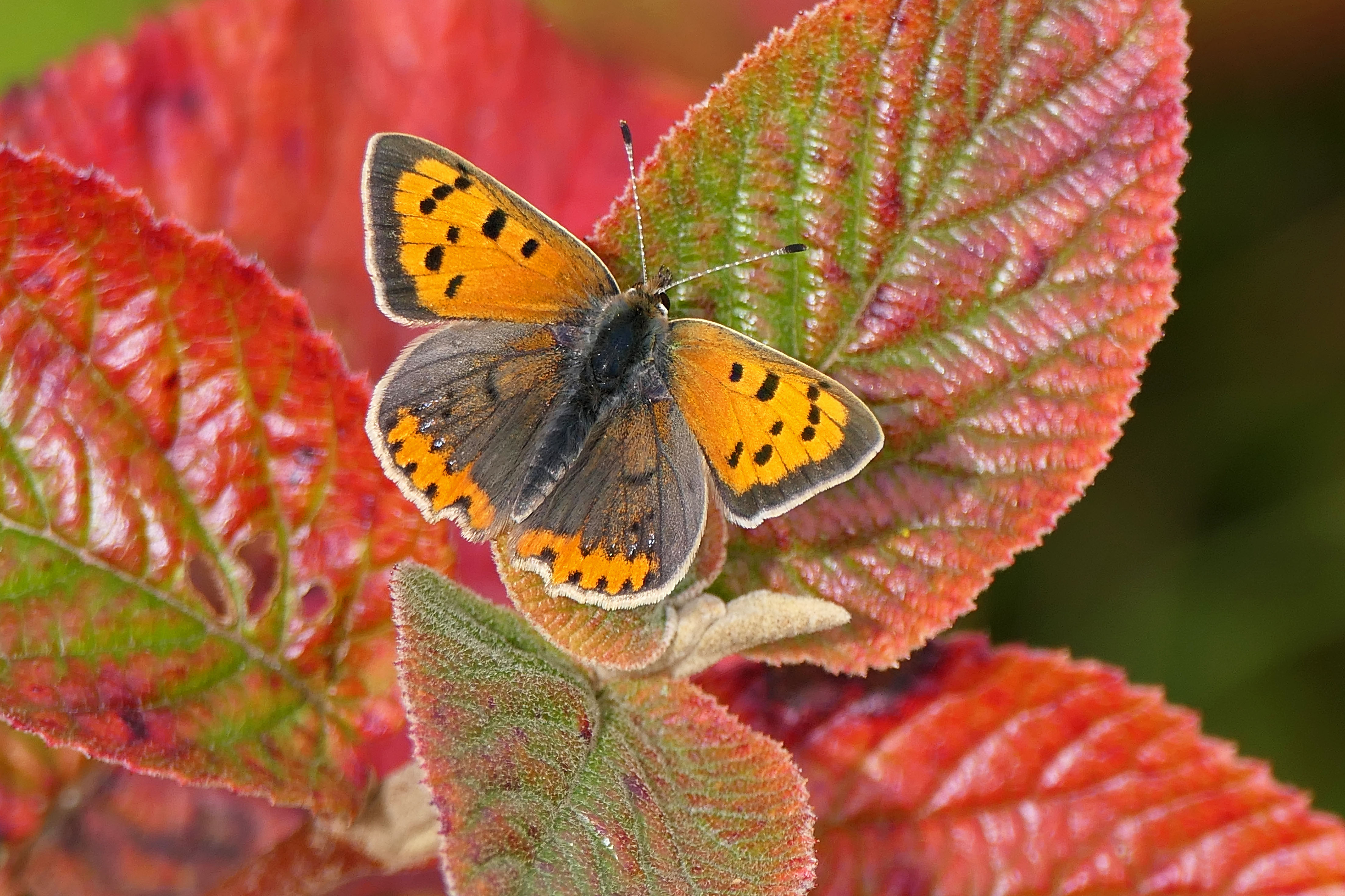 240918 small copper