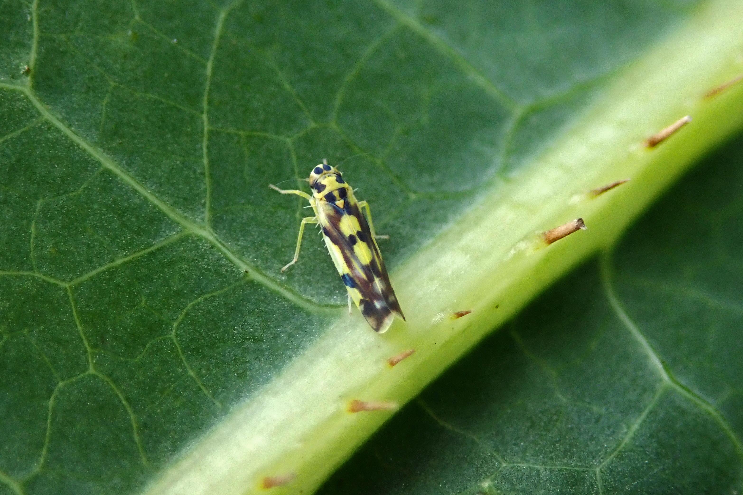 240919 Eupteryx aurata (1)