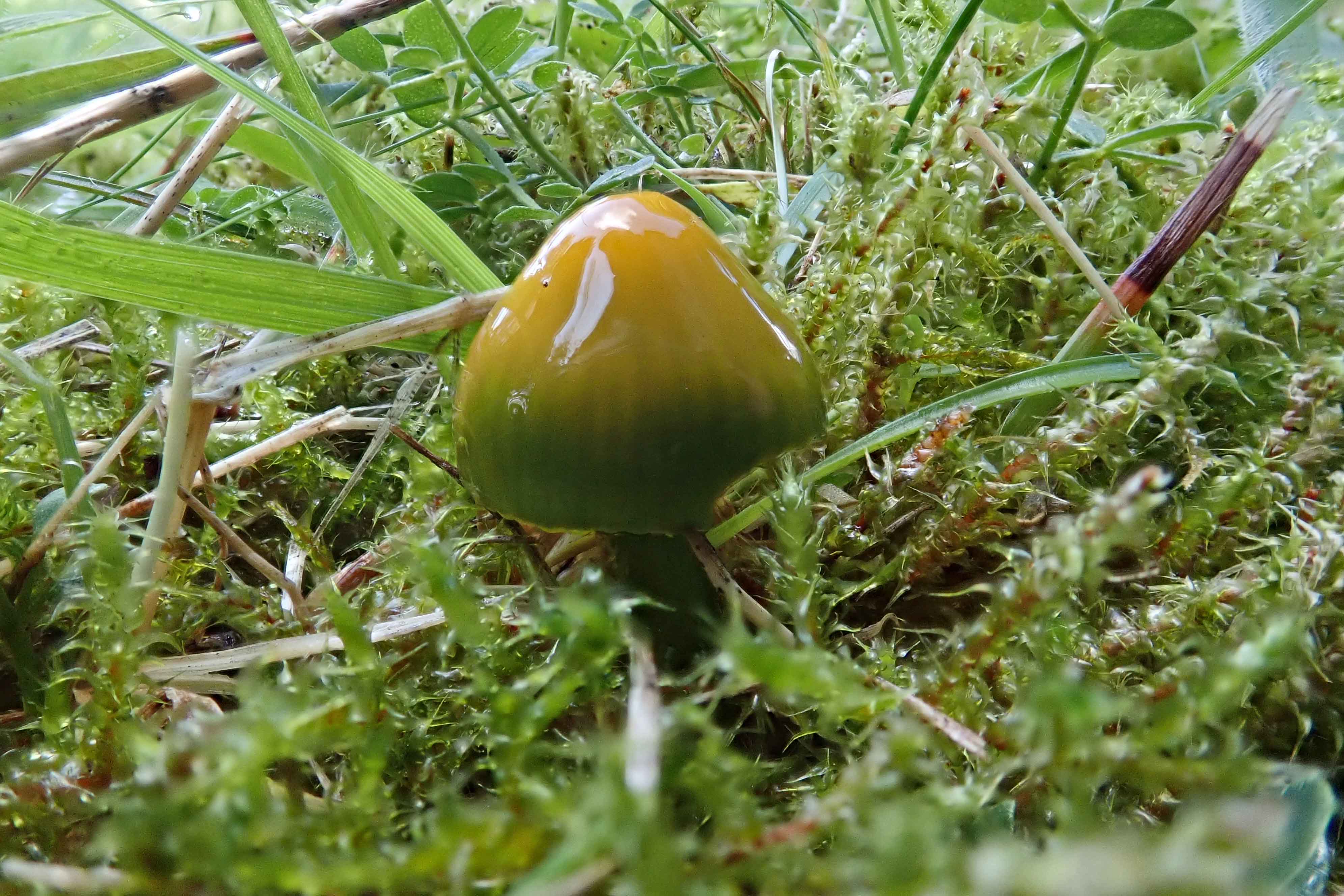 240920 parrot waxcaps (1)