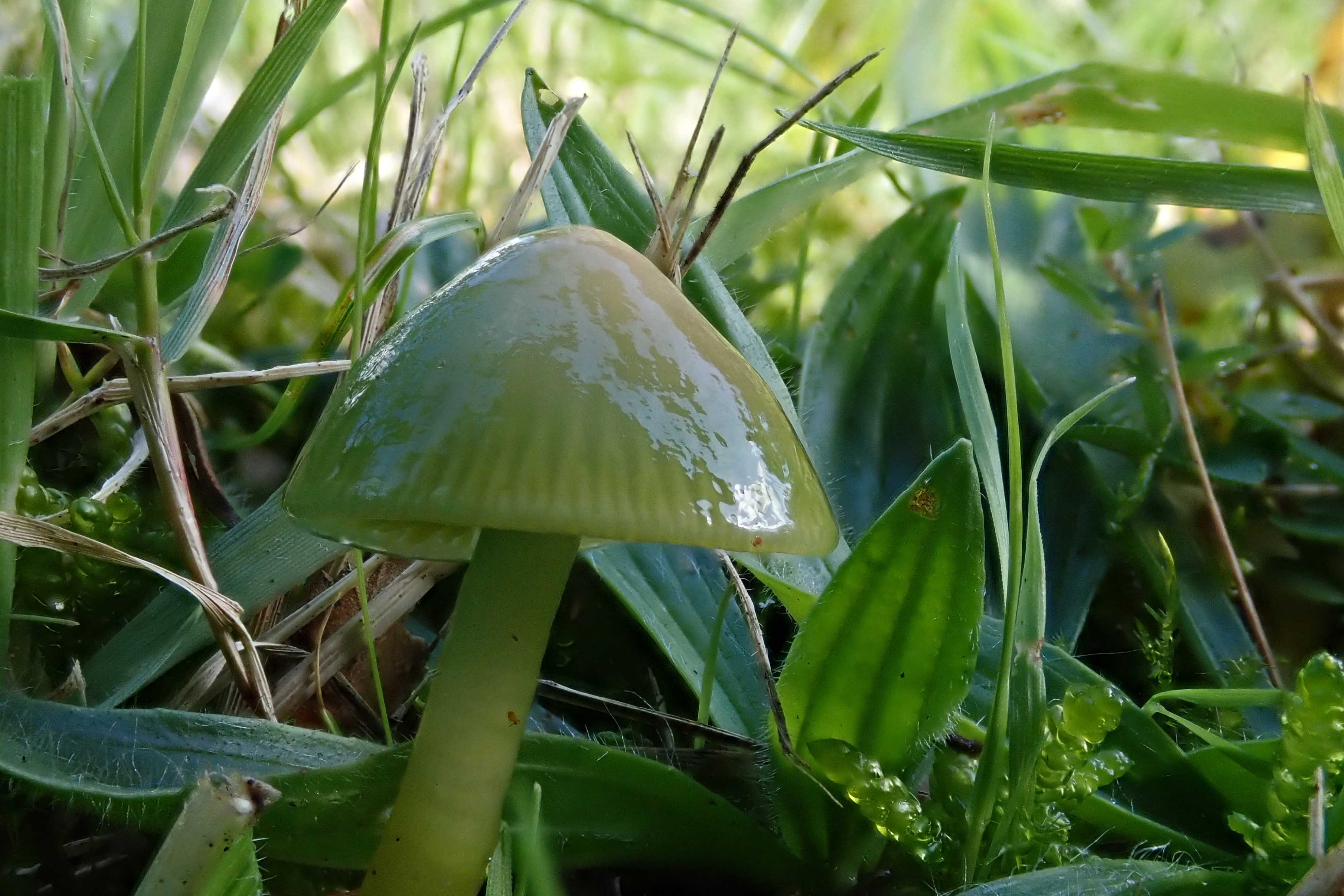 240920 parrot waxcaps (2)