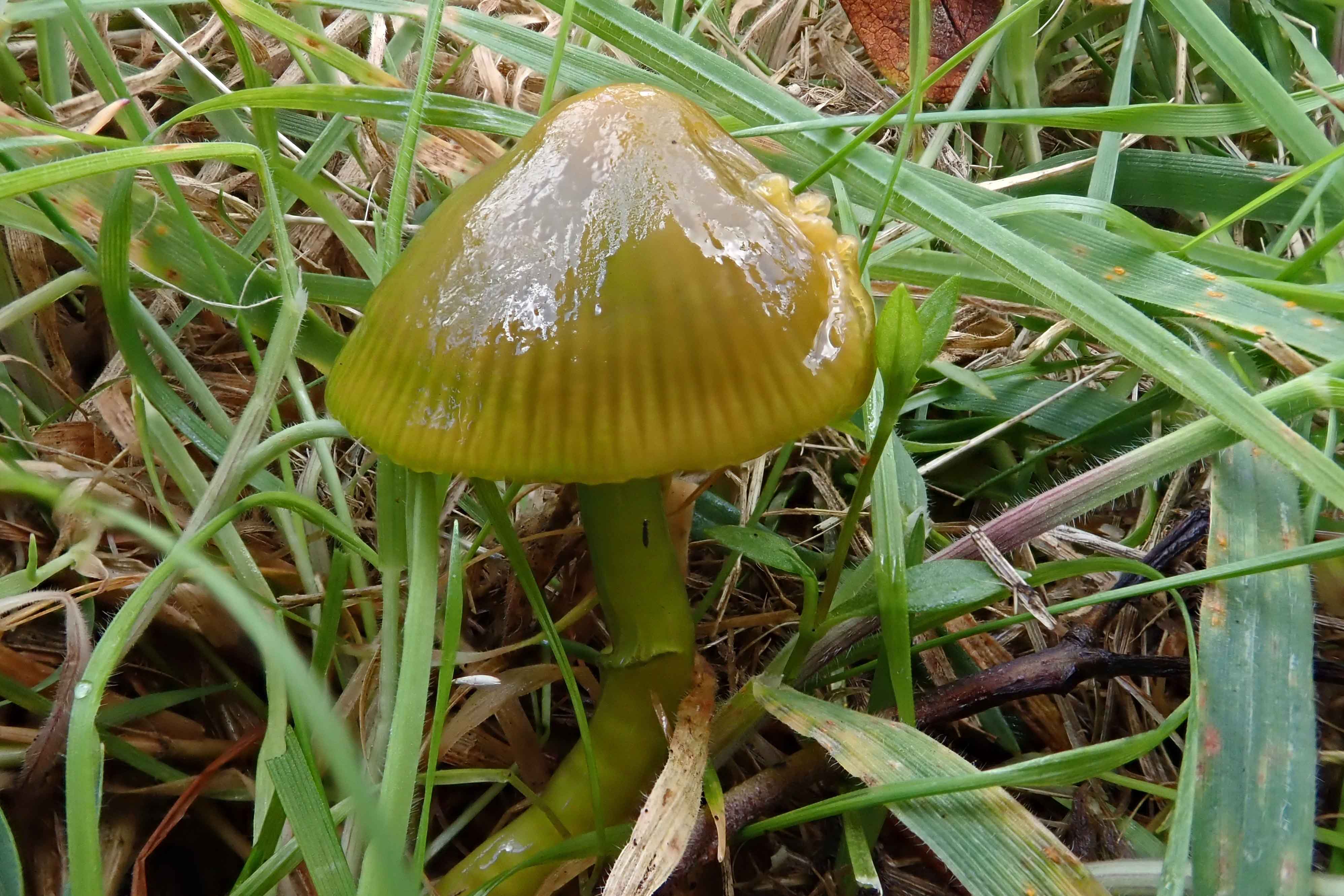 240920 parrot waxcaps (3)