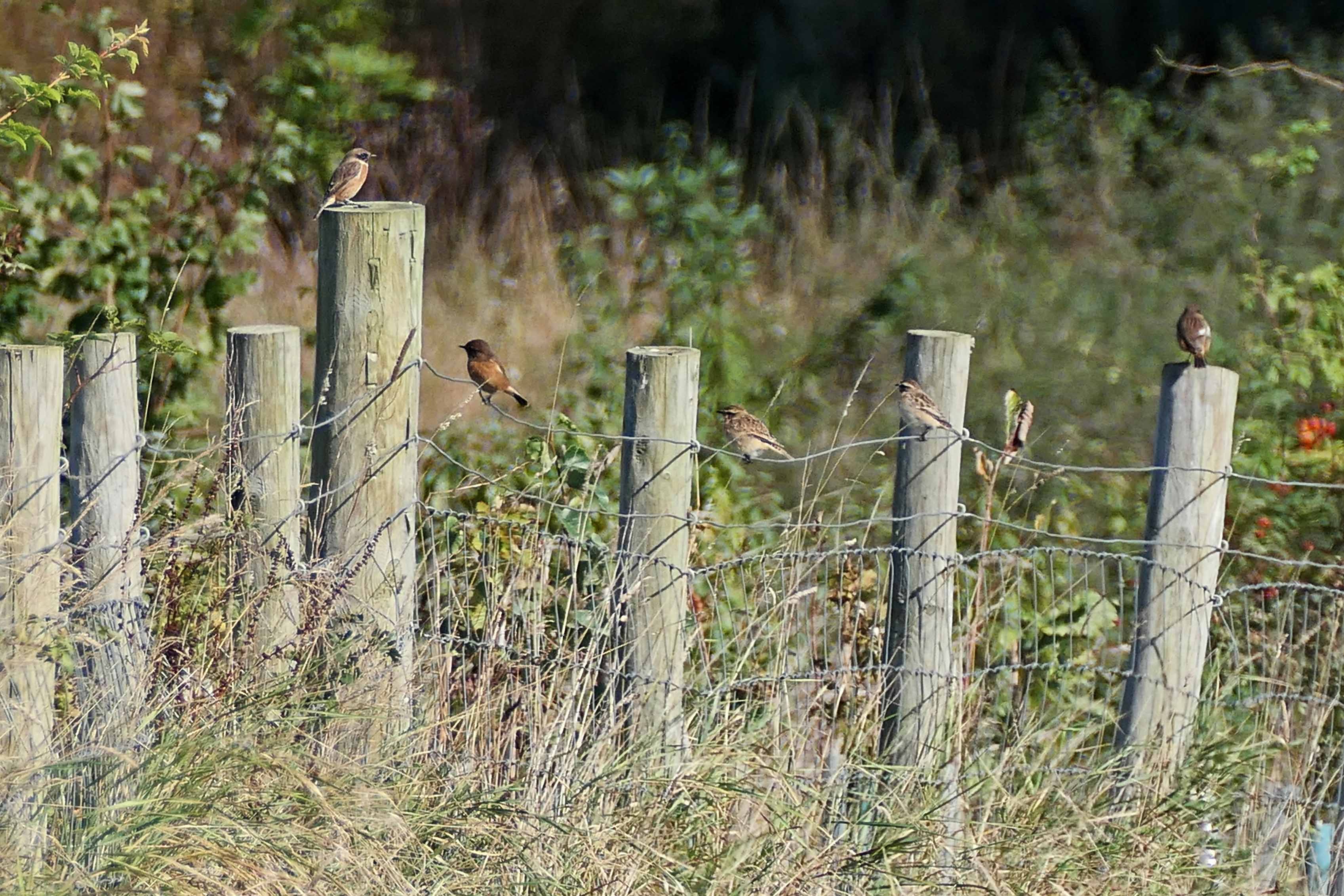 240921 whinchats stonechats
