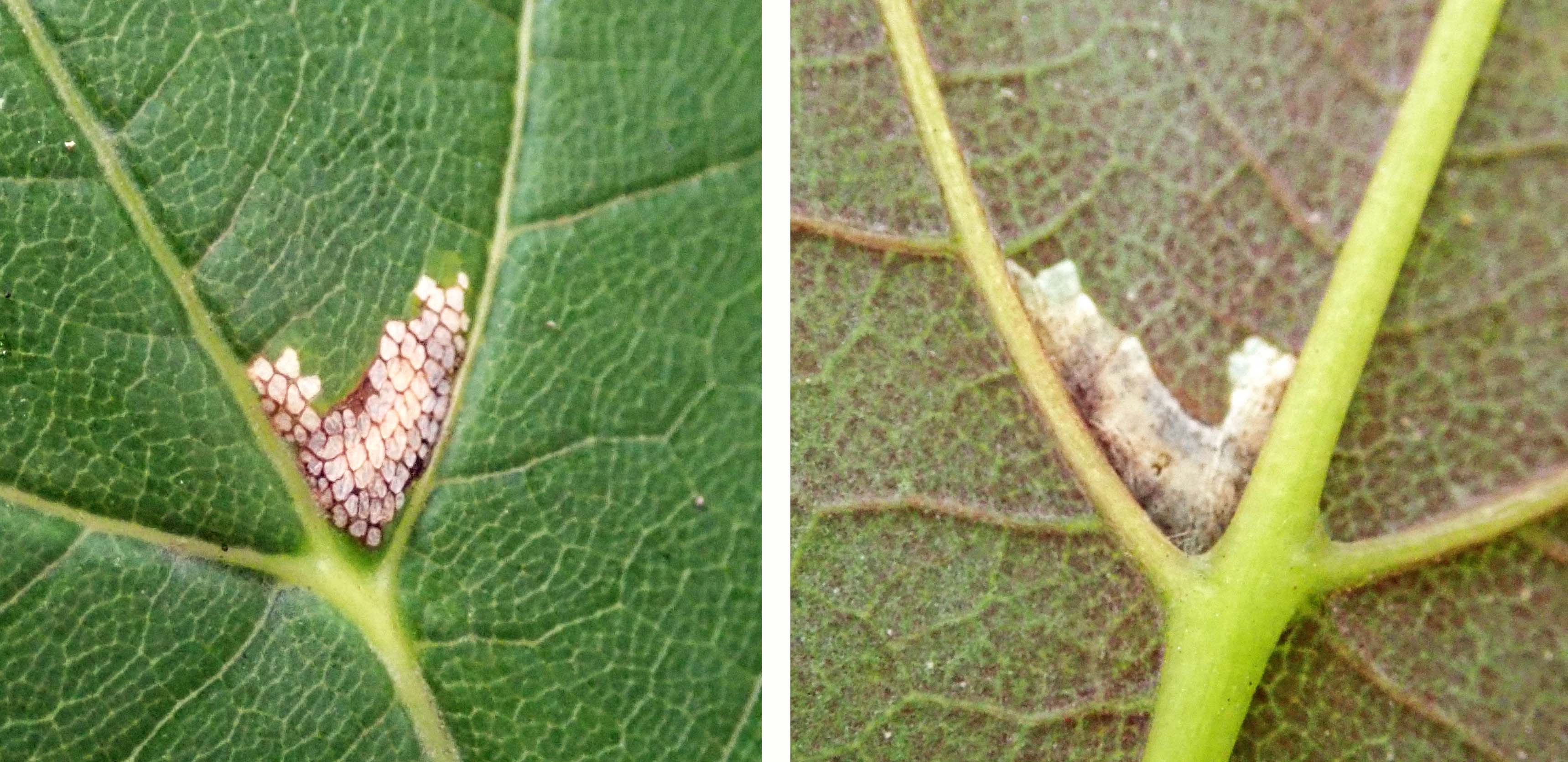 240923 Caloptilia rufipennella (1)