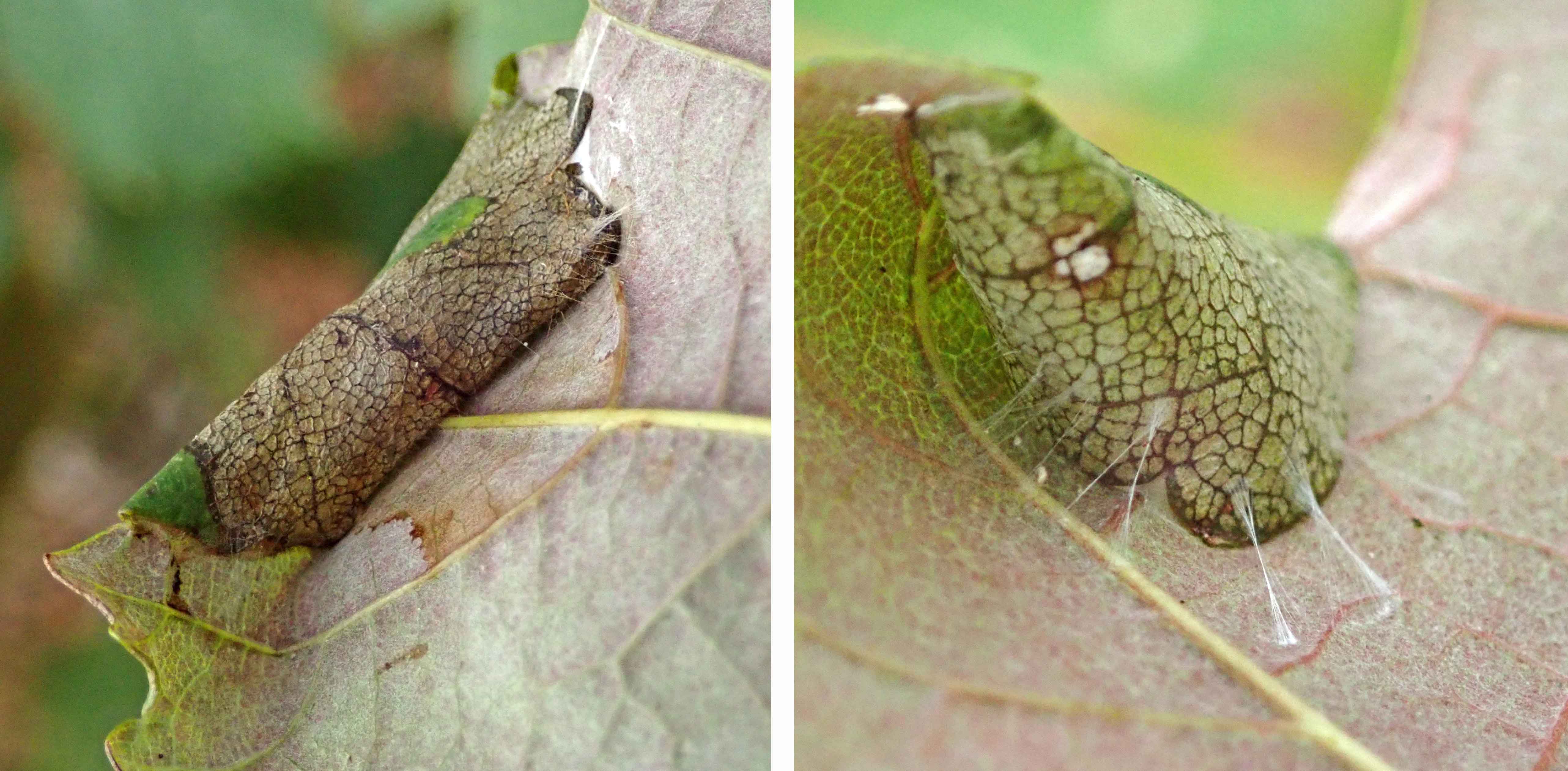 240923 Caloptilia rufipennella (2)