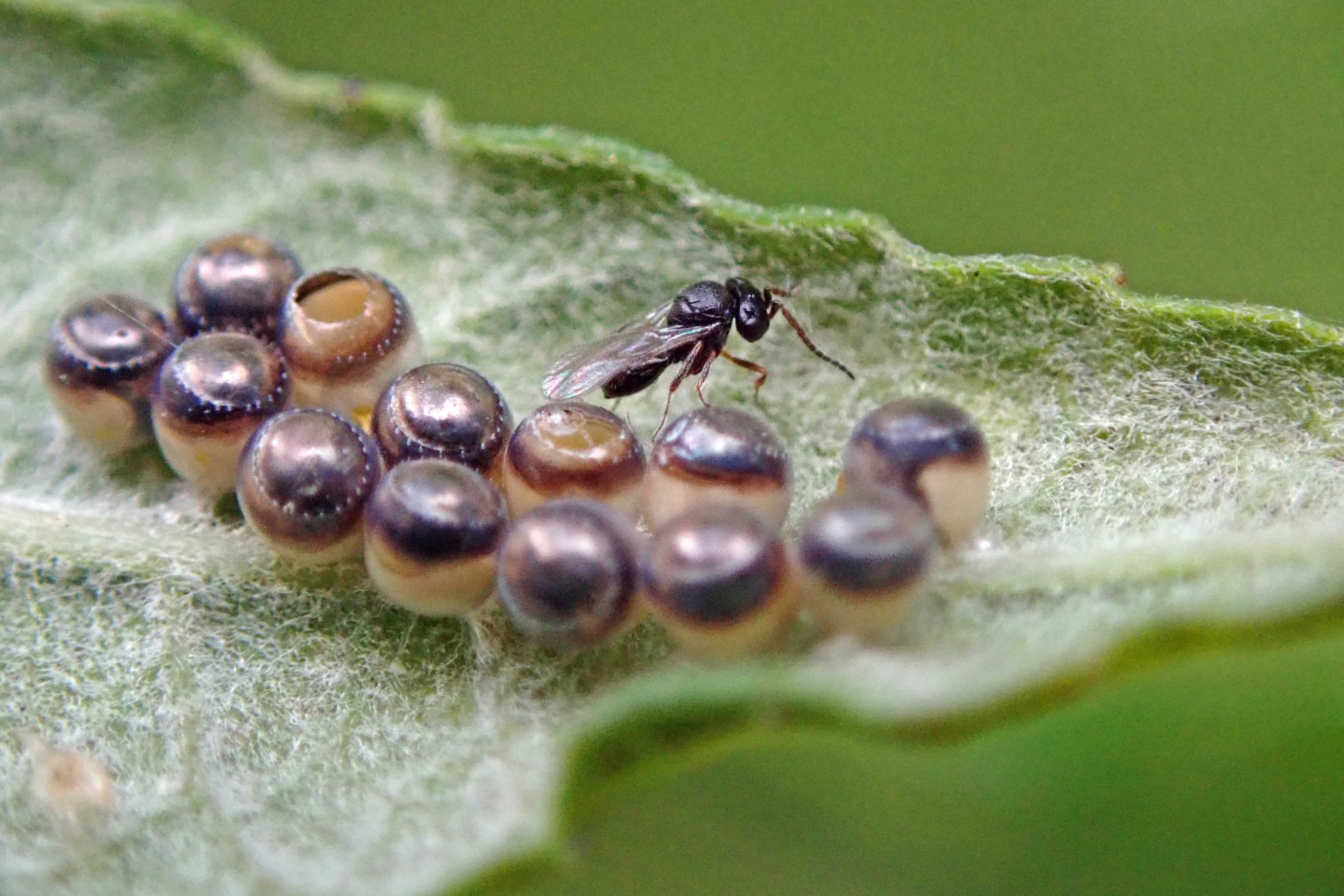 240924 Trissolcus sp wasp (1)