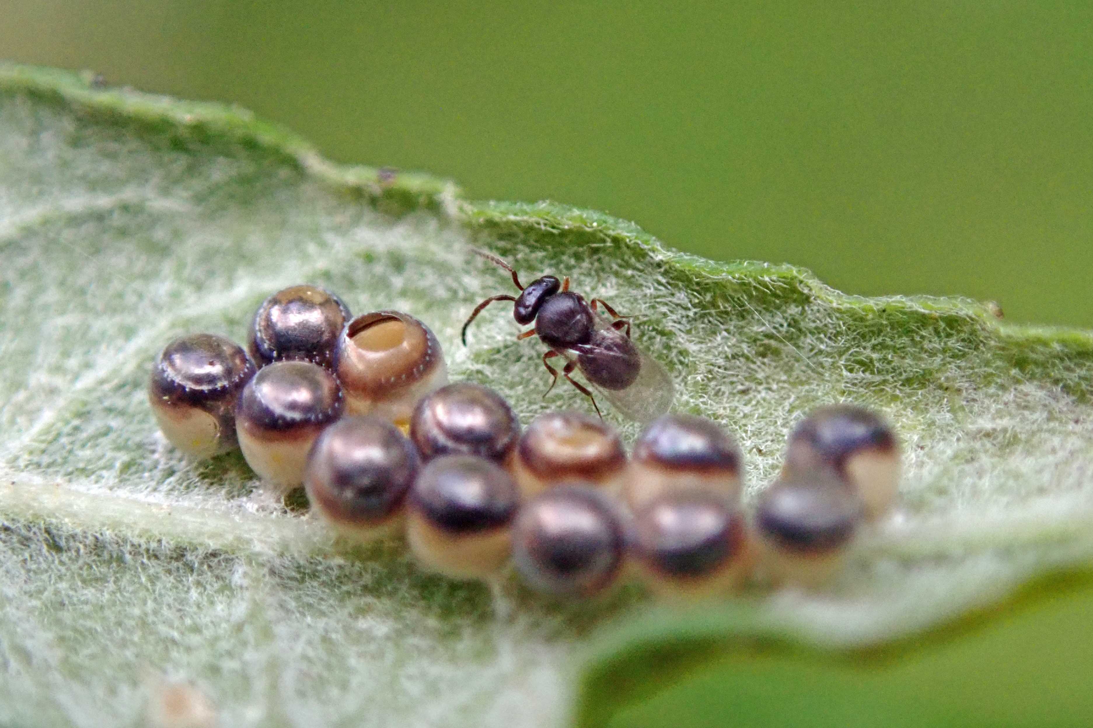 240924 Trissolcus sp wasp (2)