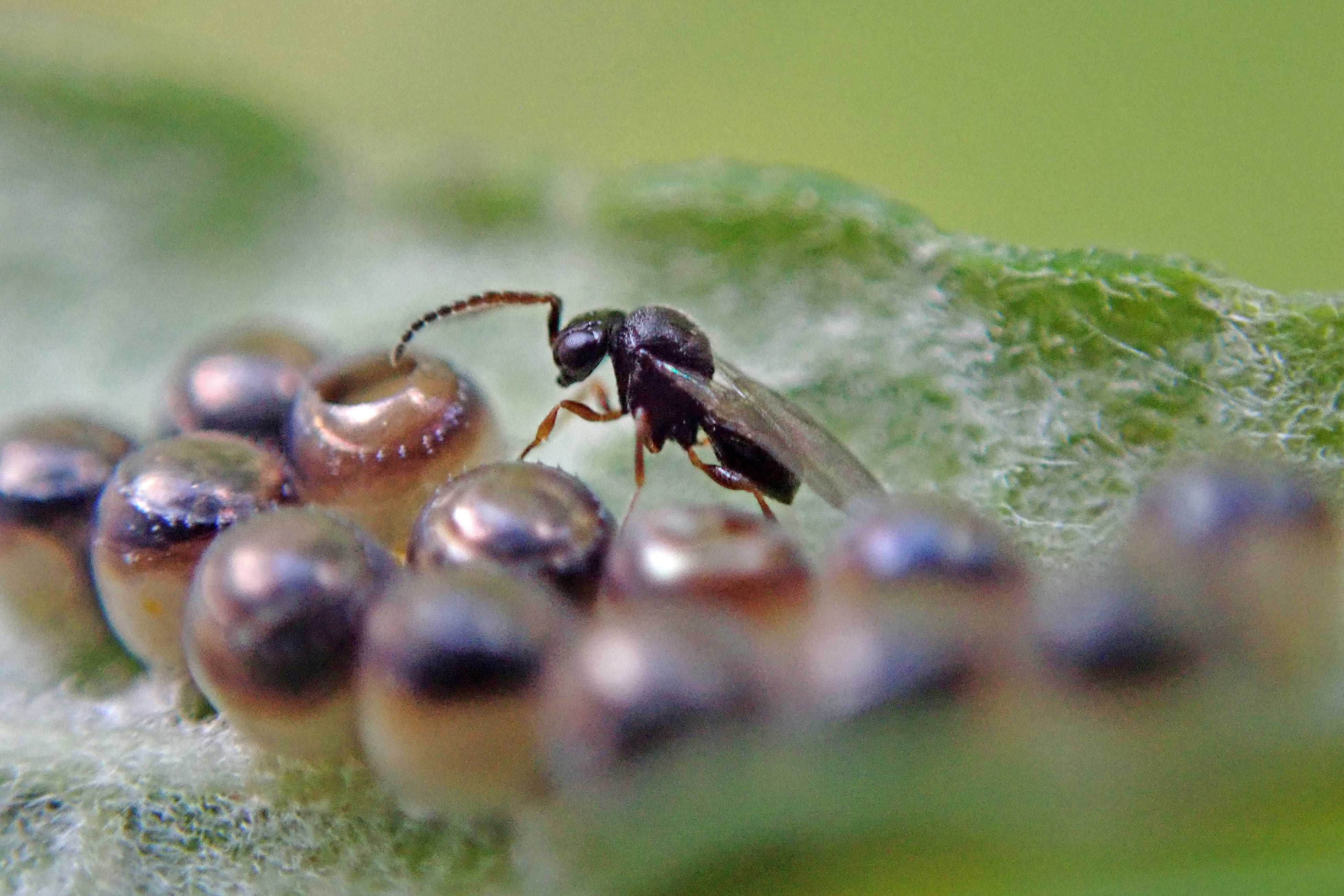 240924 Trissolcus sp wasp (3)