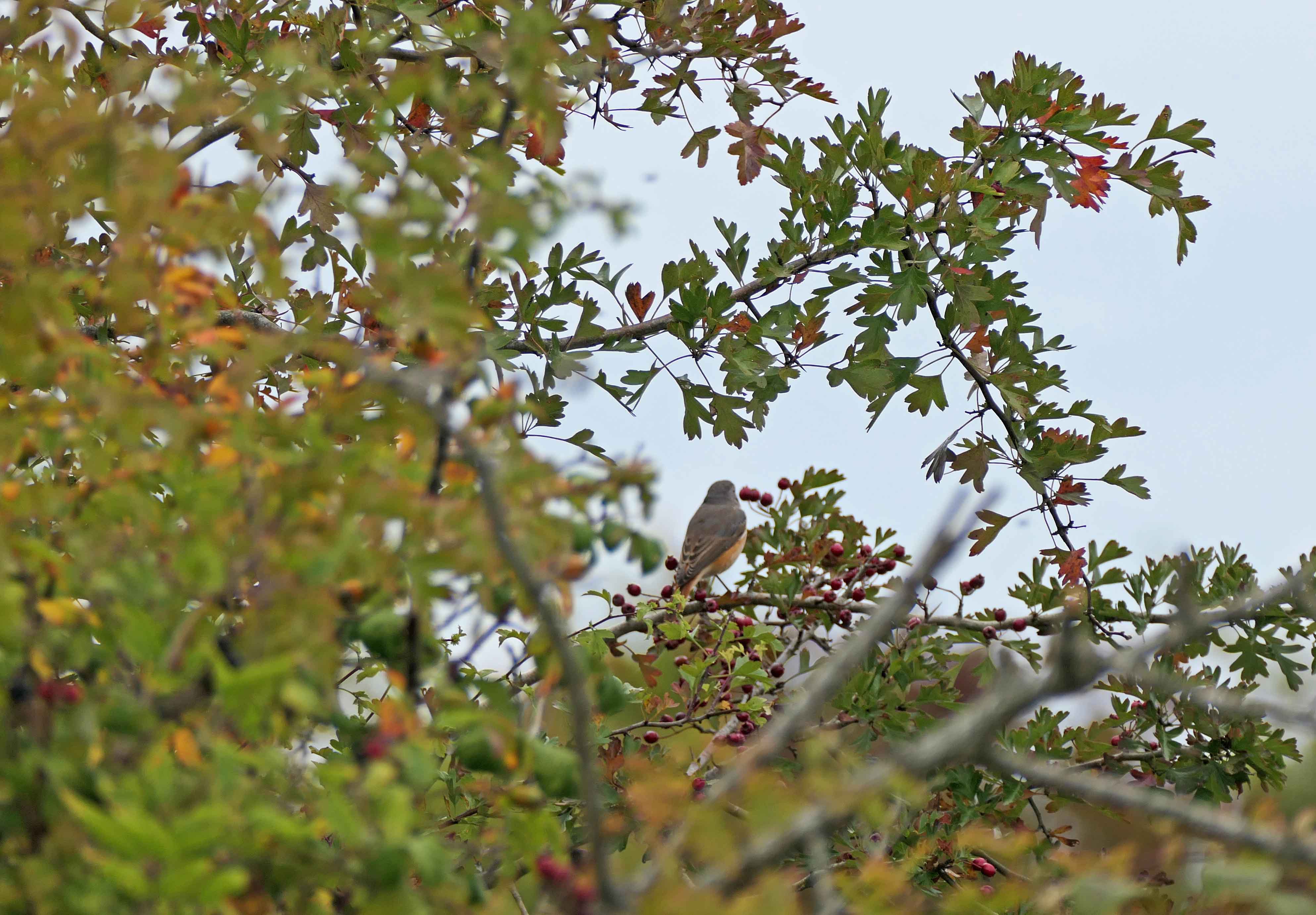 240925 redstarts (1)
