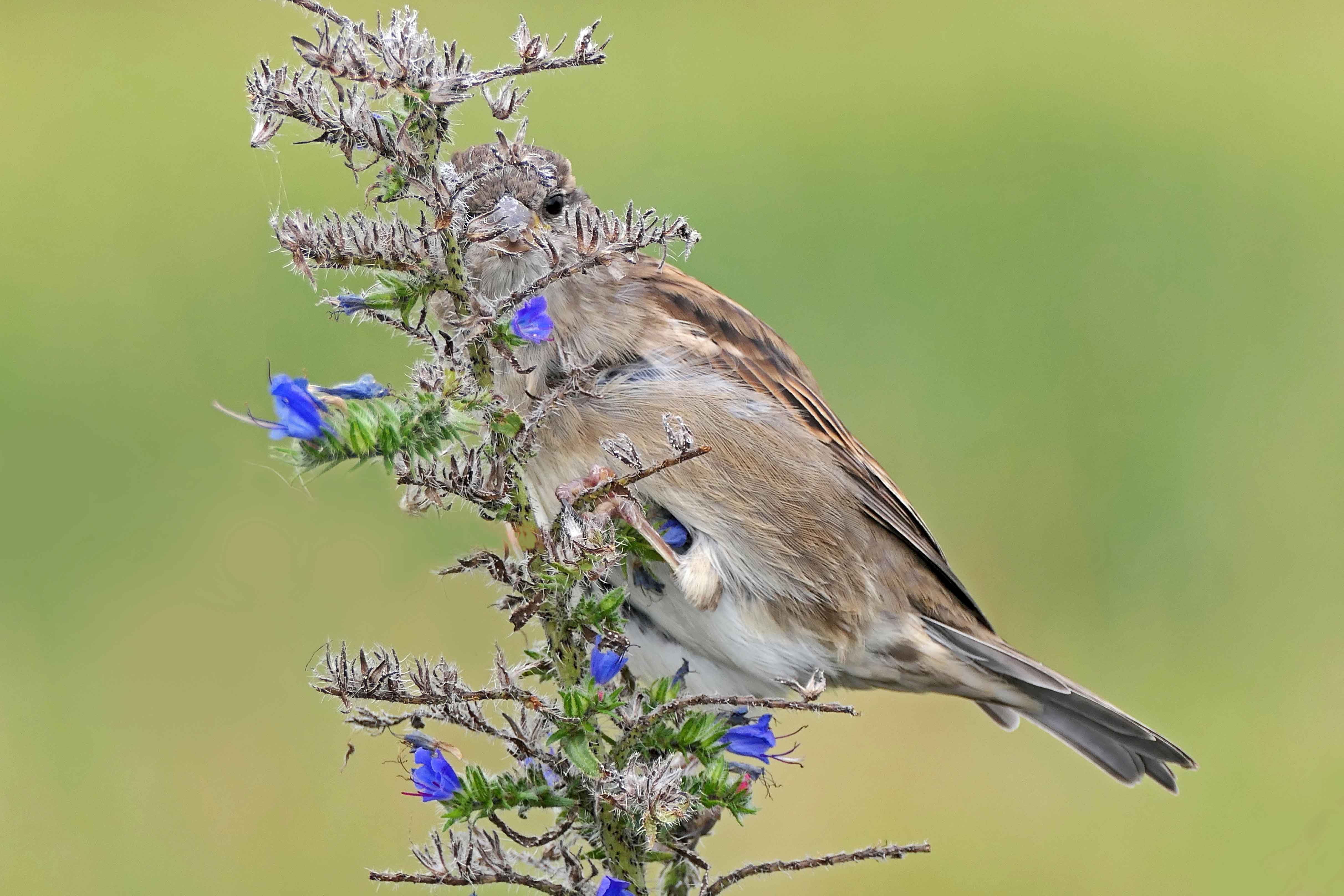 240927 house sparrow