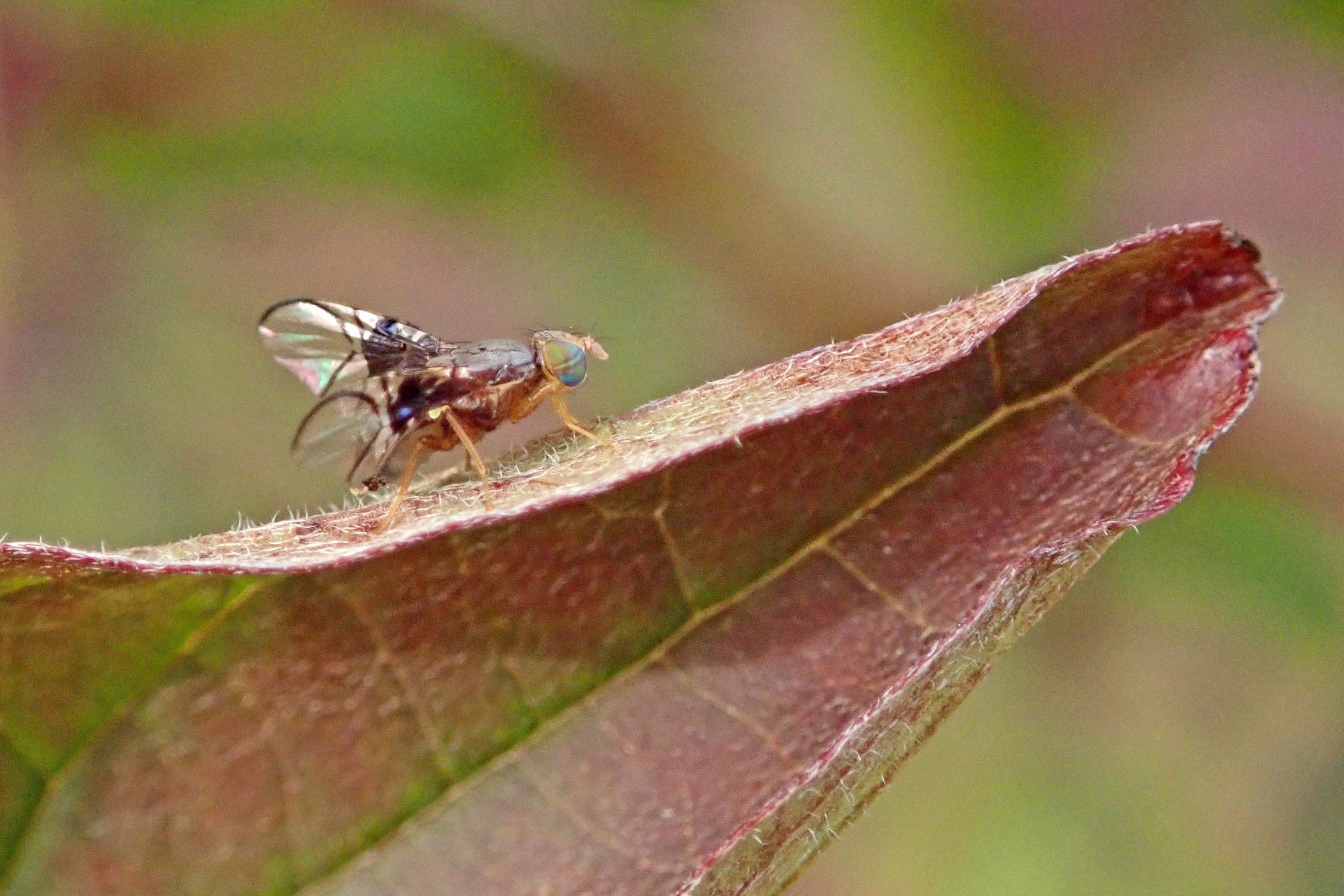 240928 Anomoia purmunda (1)