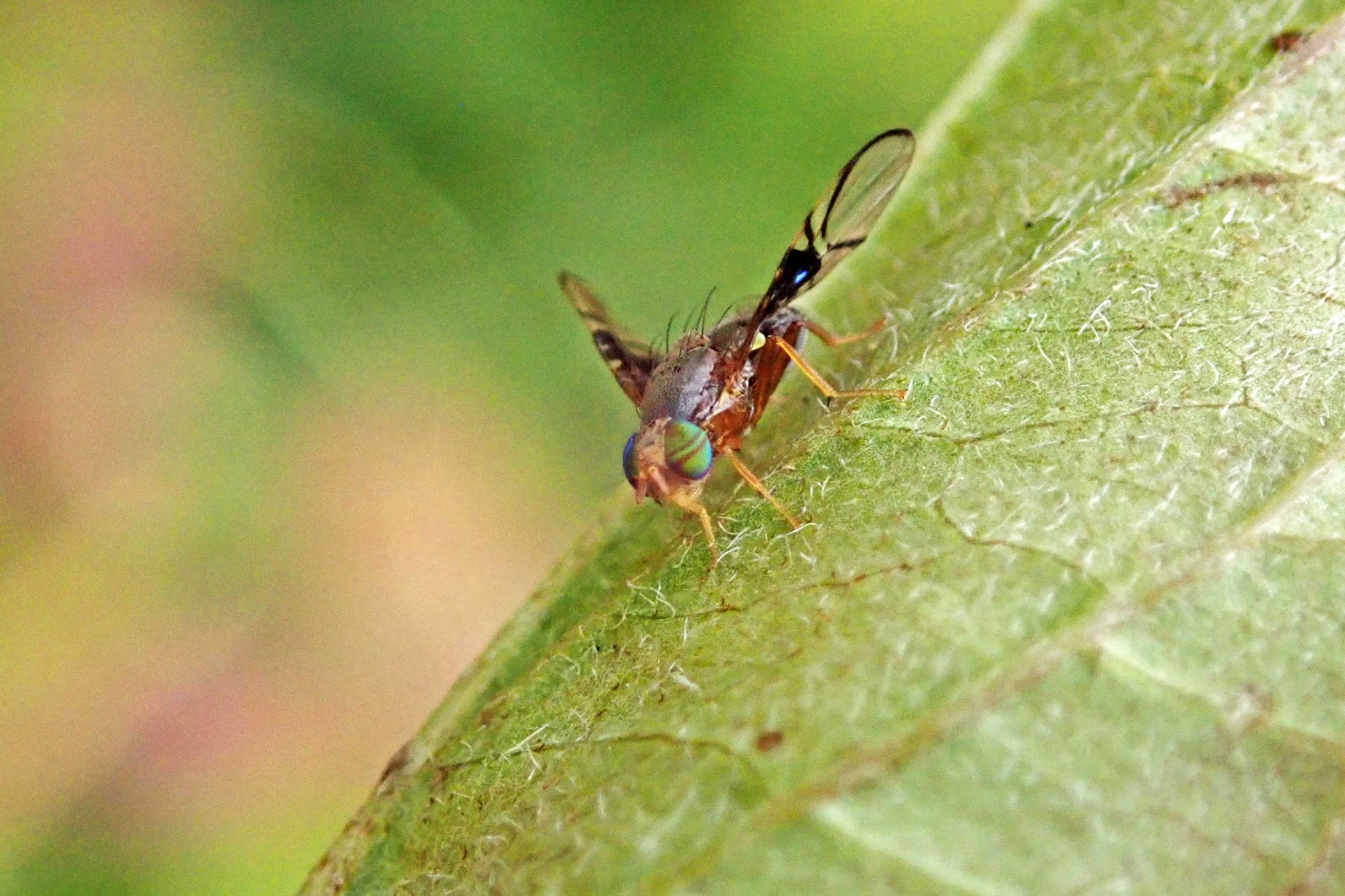 240928 Anomoia purmunda (2)