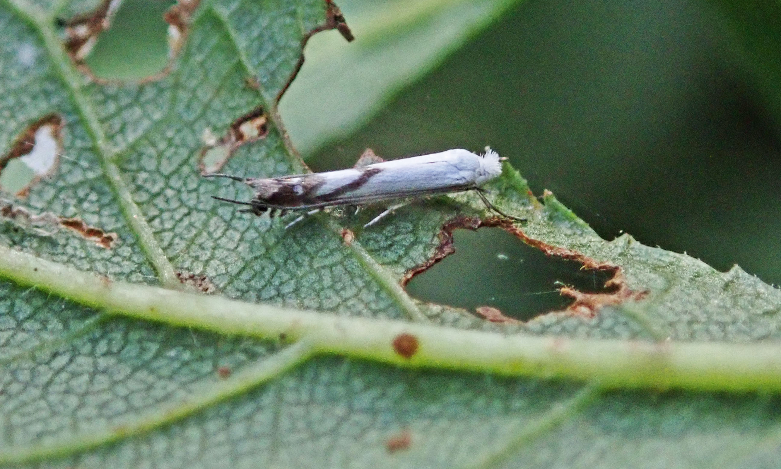 240930 lyonetia prunifoliella (1)