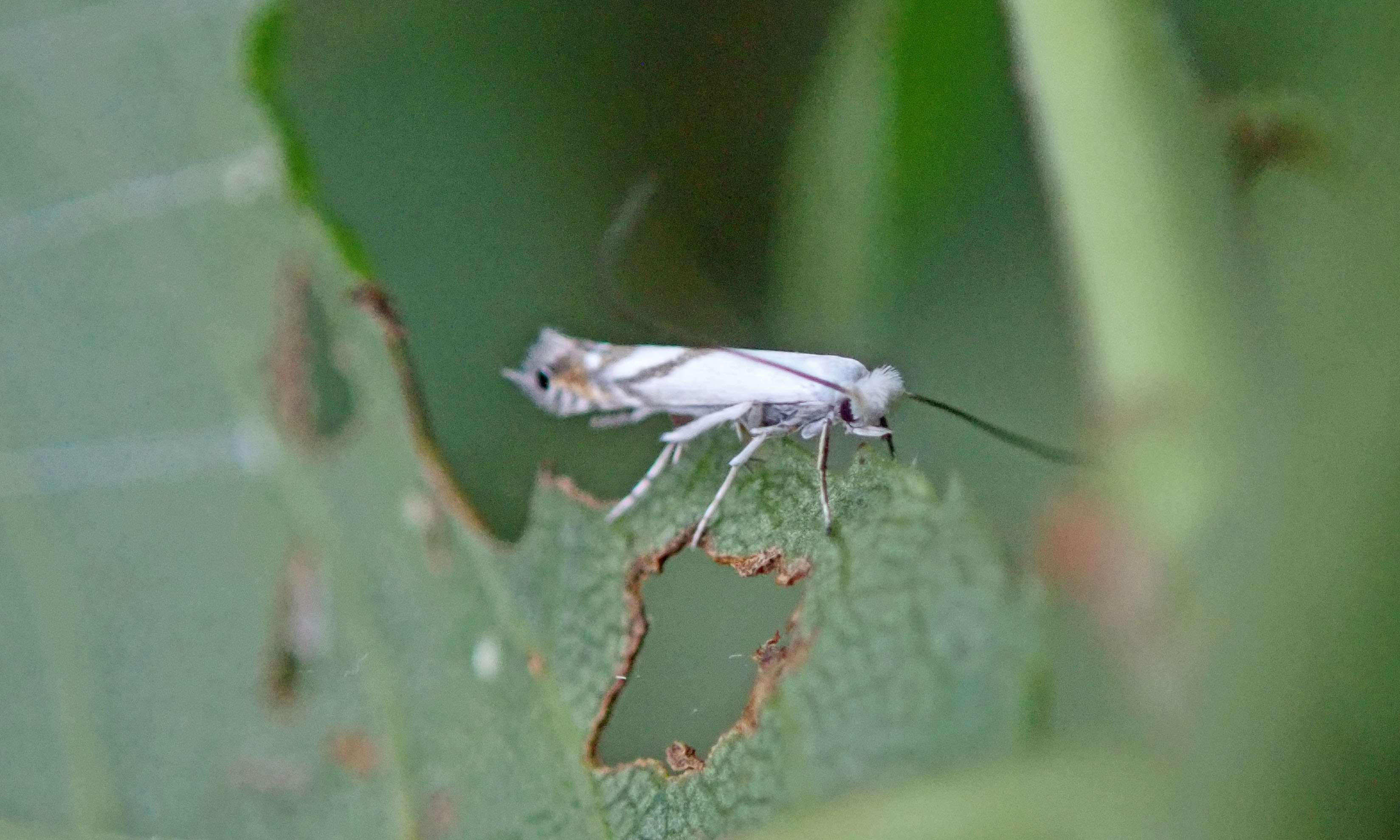 240930 lyonetia prunifoliella (2)