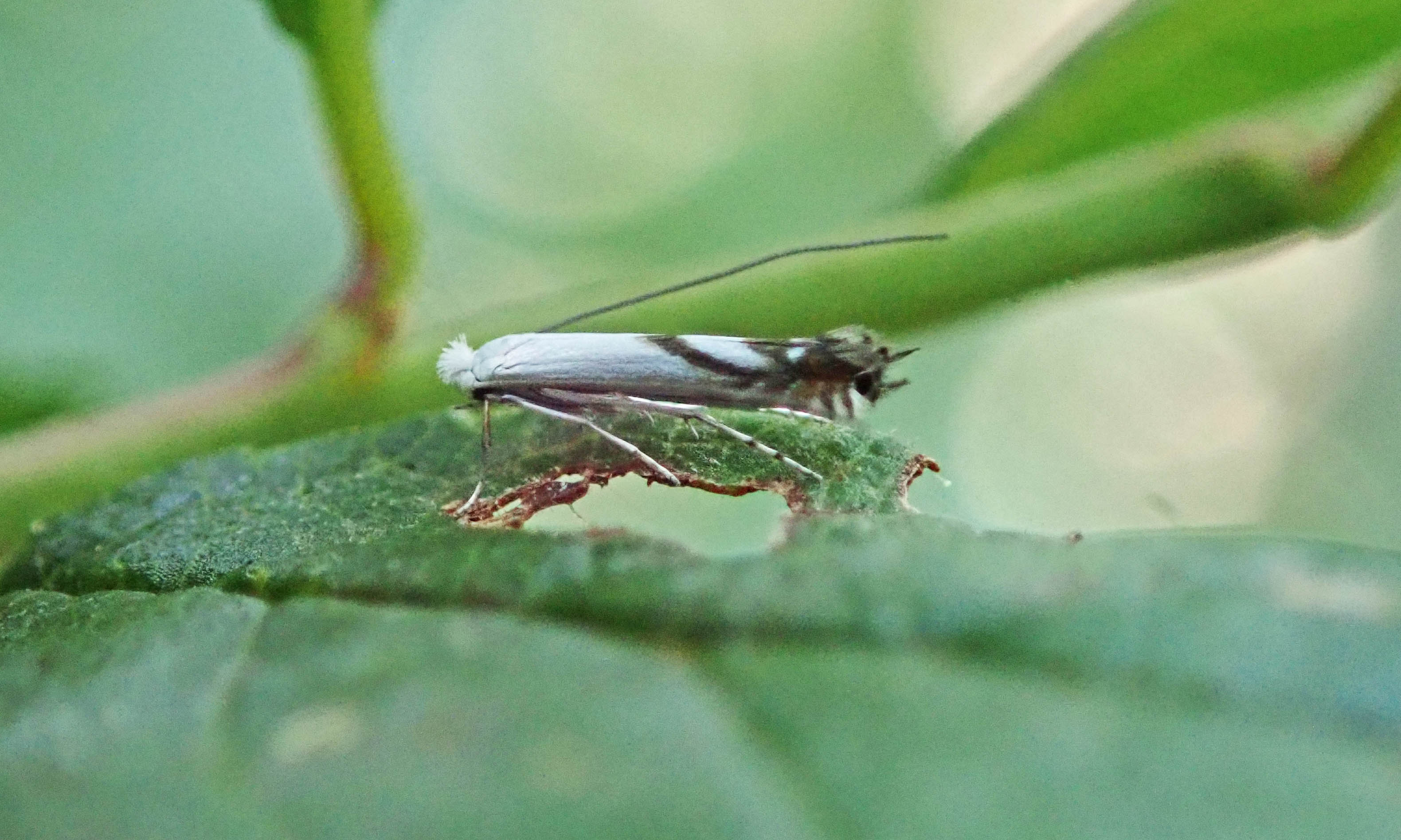 240930 lyonetia prunifoliella (3)