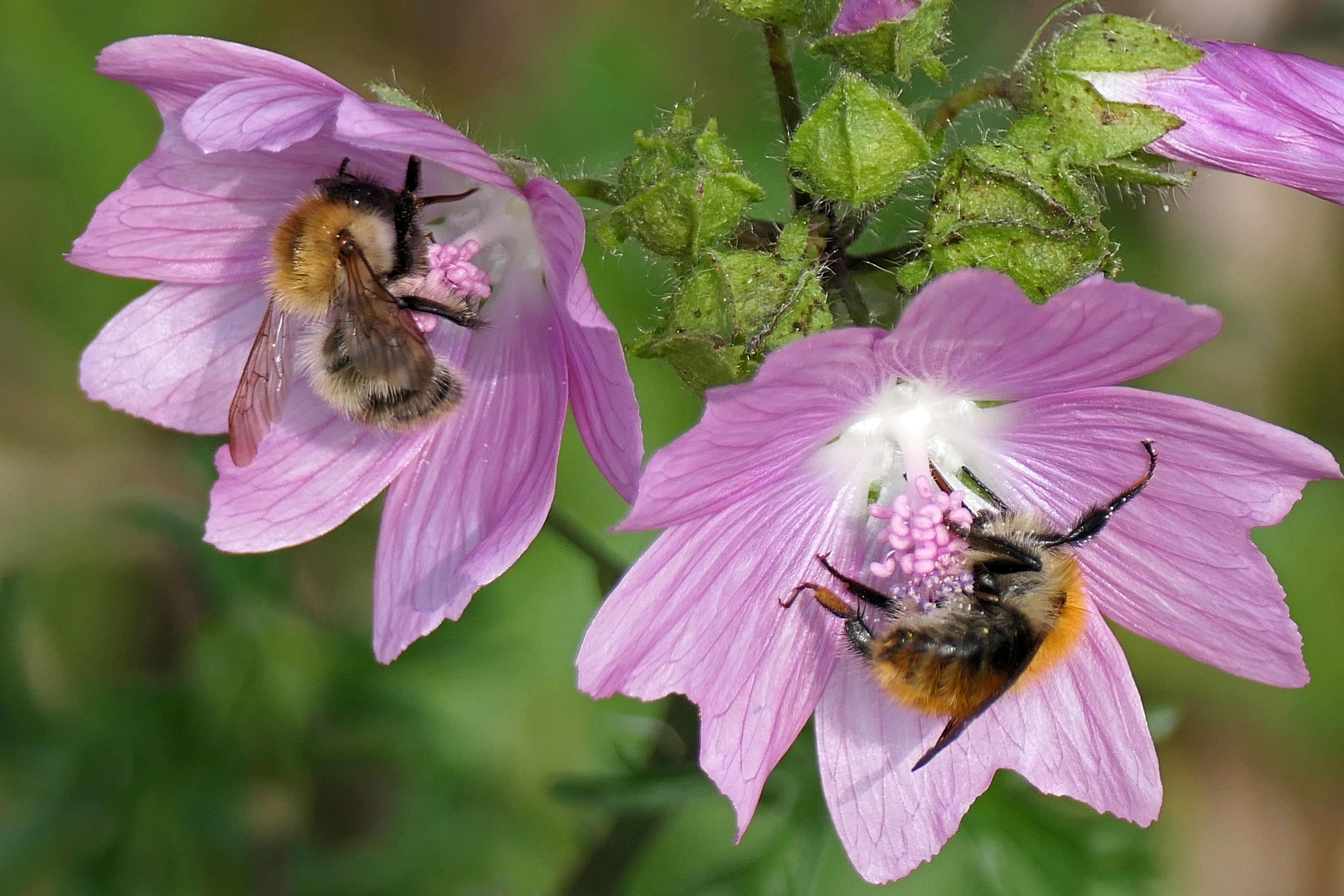 241002 bumbles and mallow