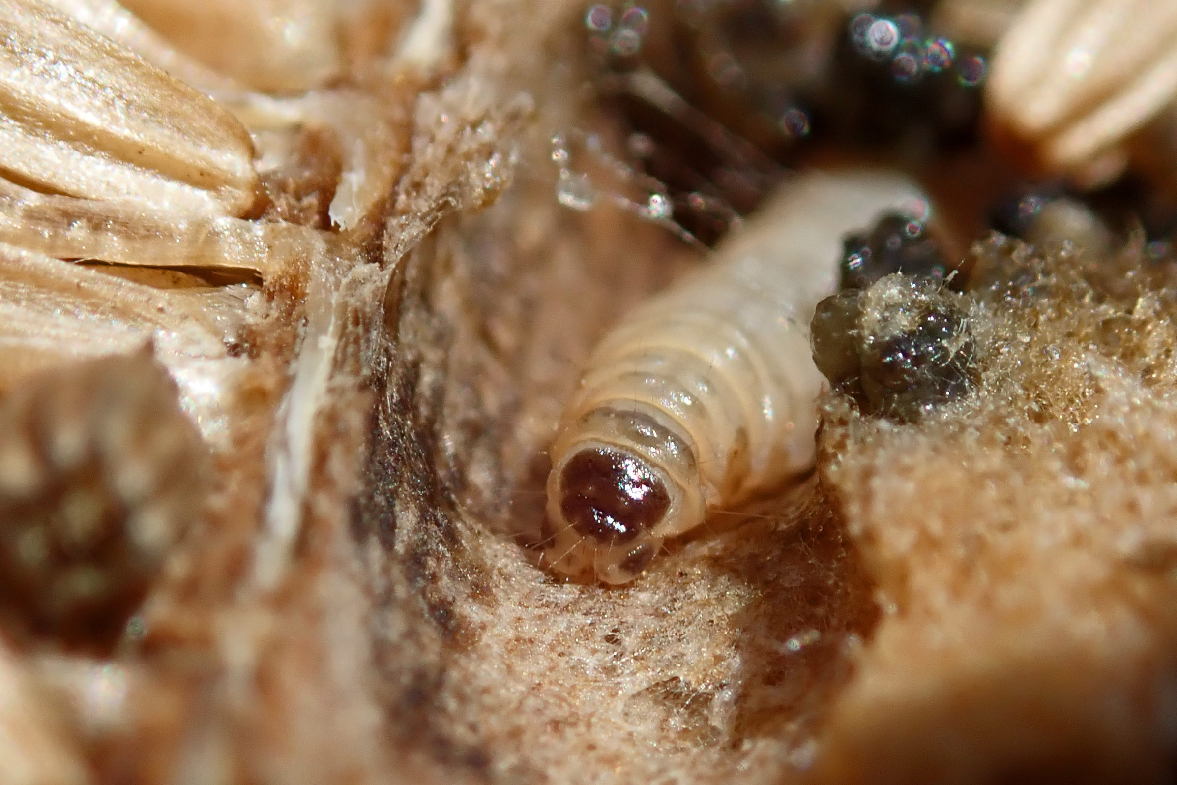 241003 endothenia marginana (2)