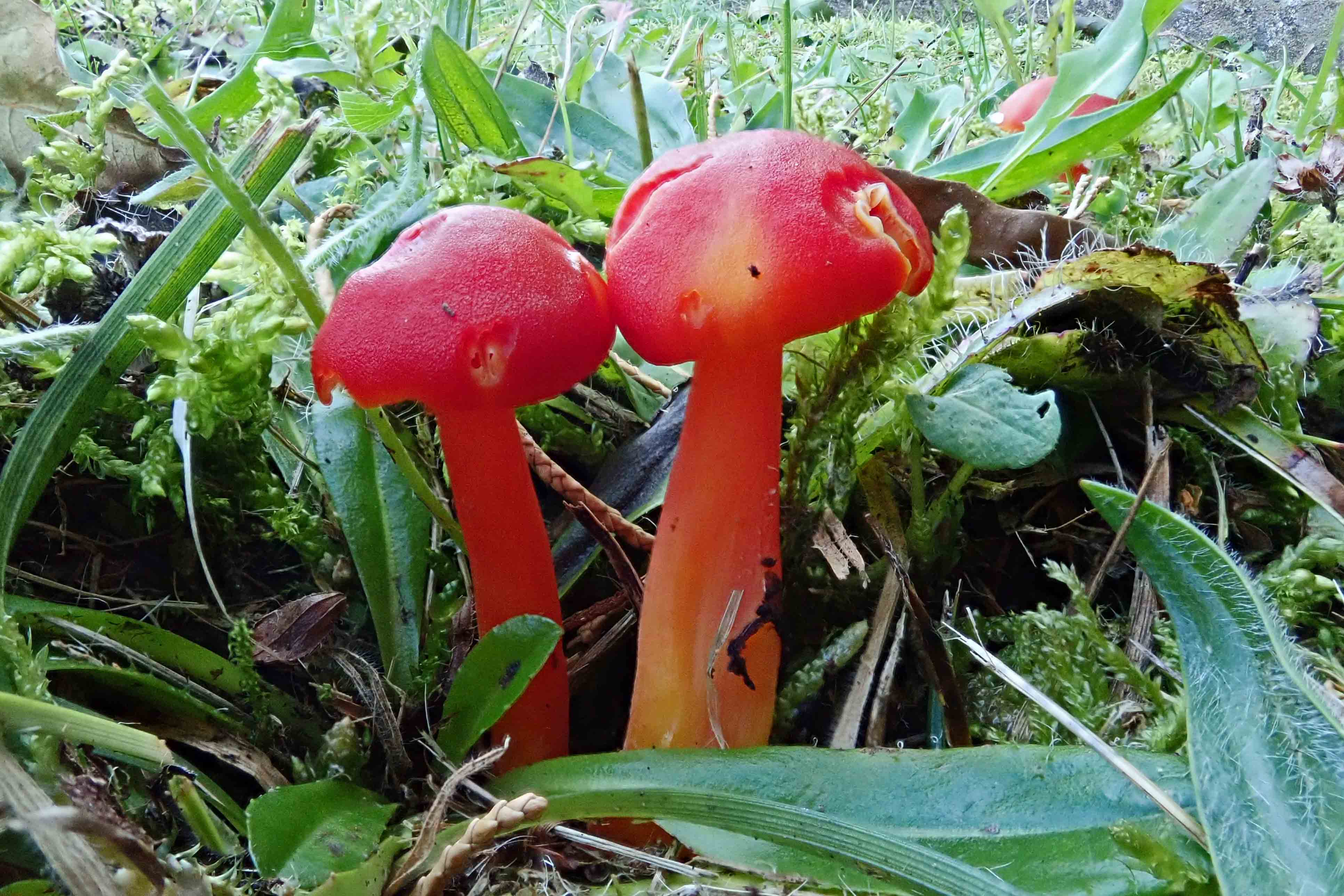 241004 scarlet waxcaps (1)