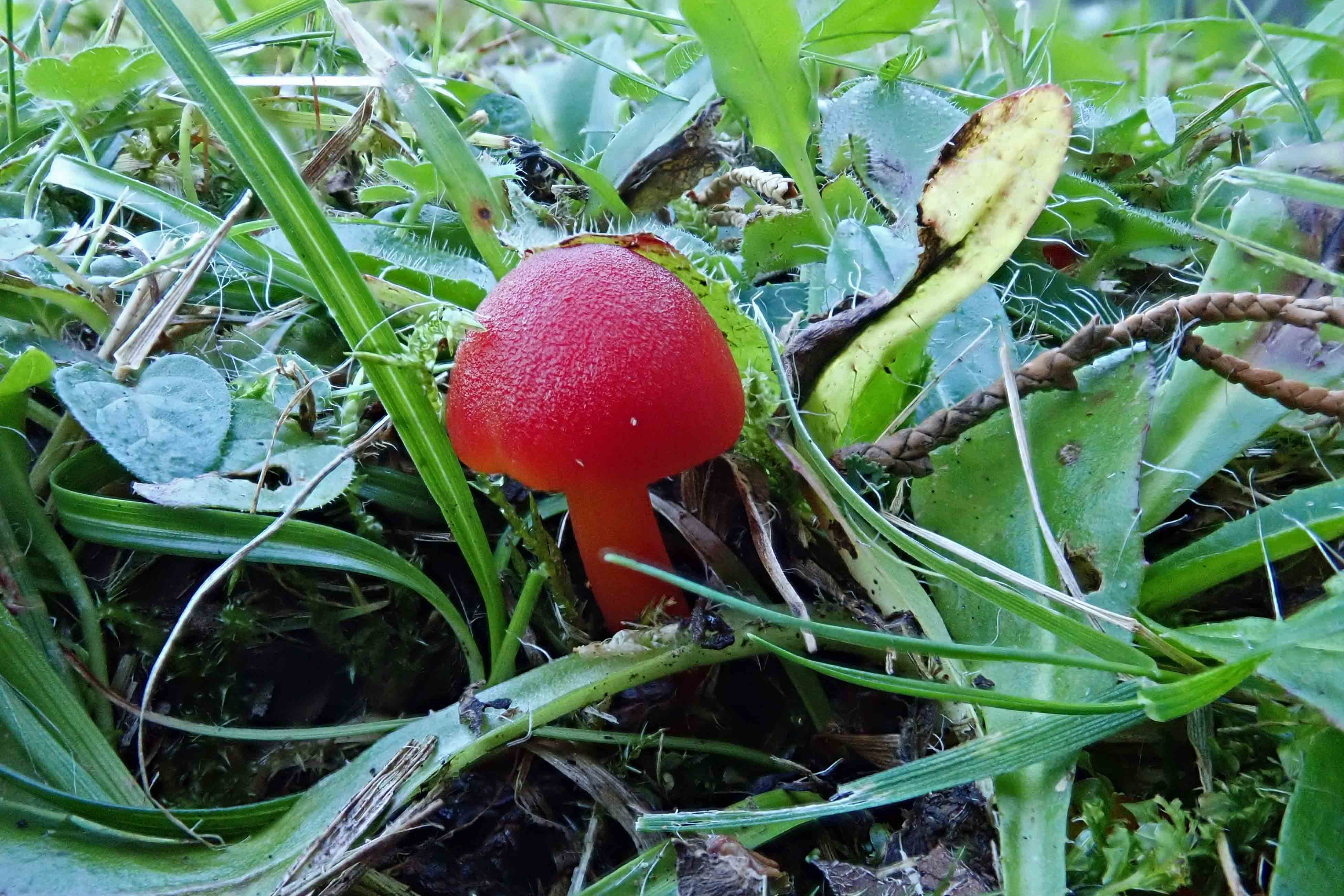 241004 scarlet waxcaps (2)