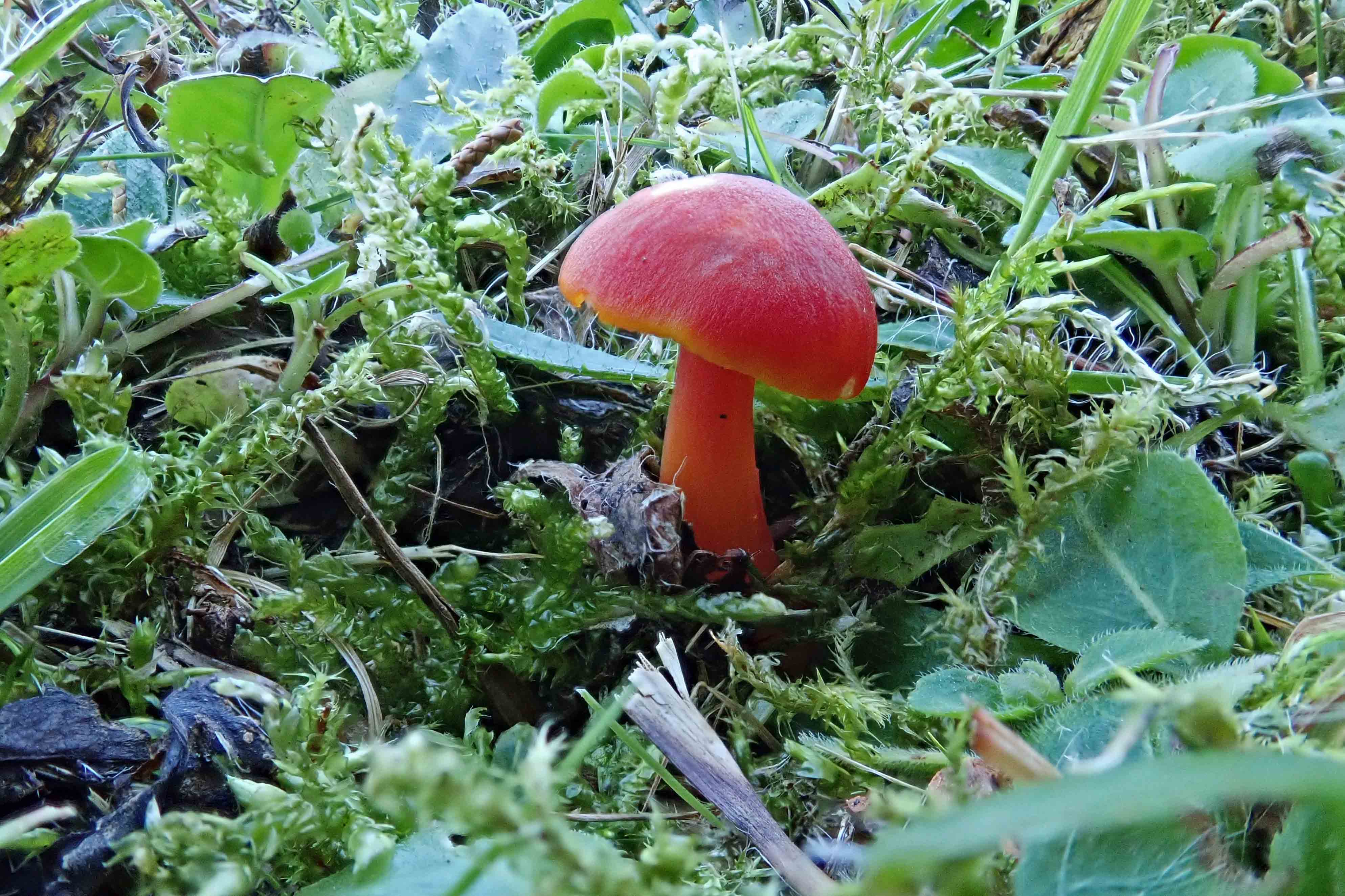 241004 scarlet waxcaps (4)
