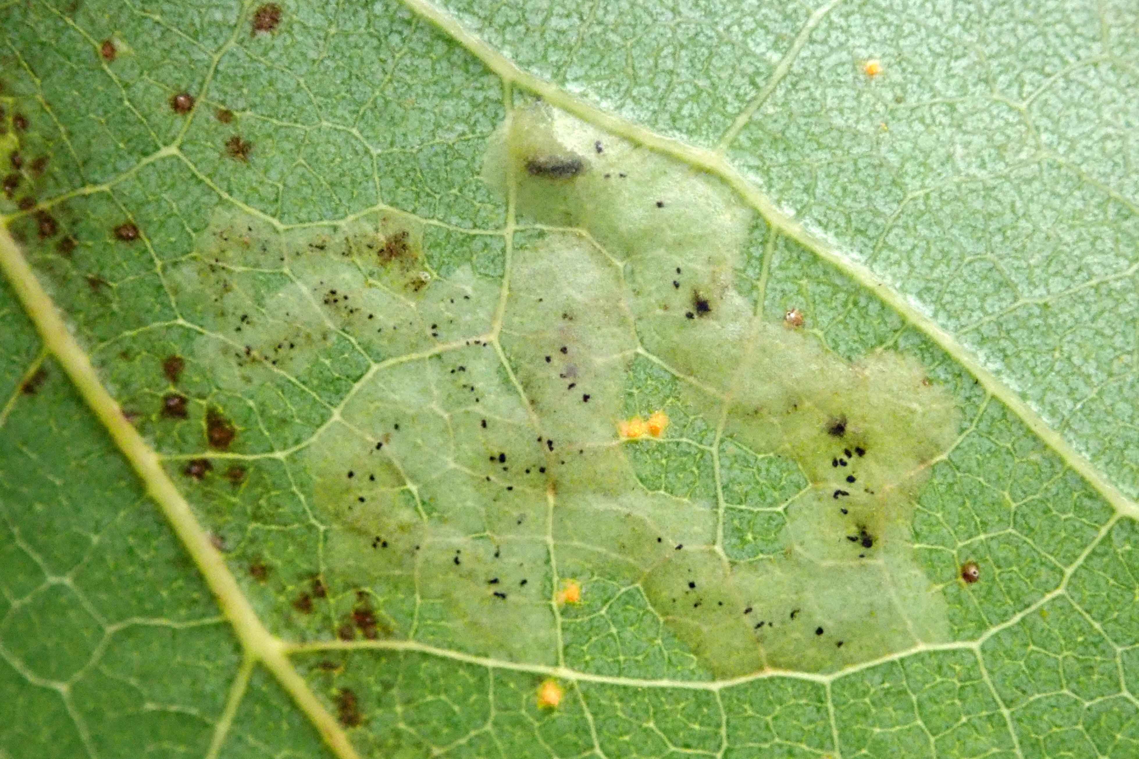 241007 Aulagromyza tremulae (1)