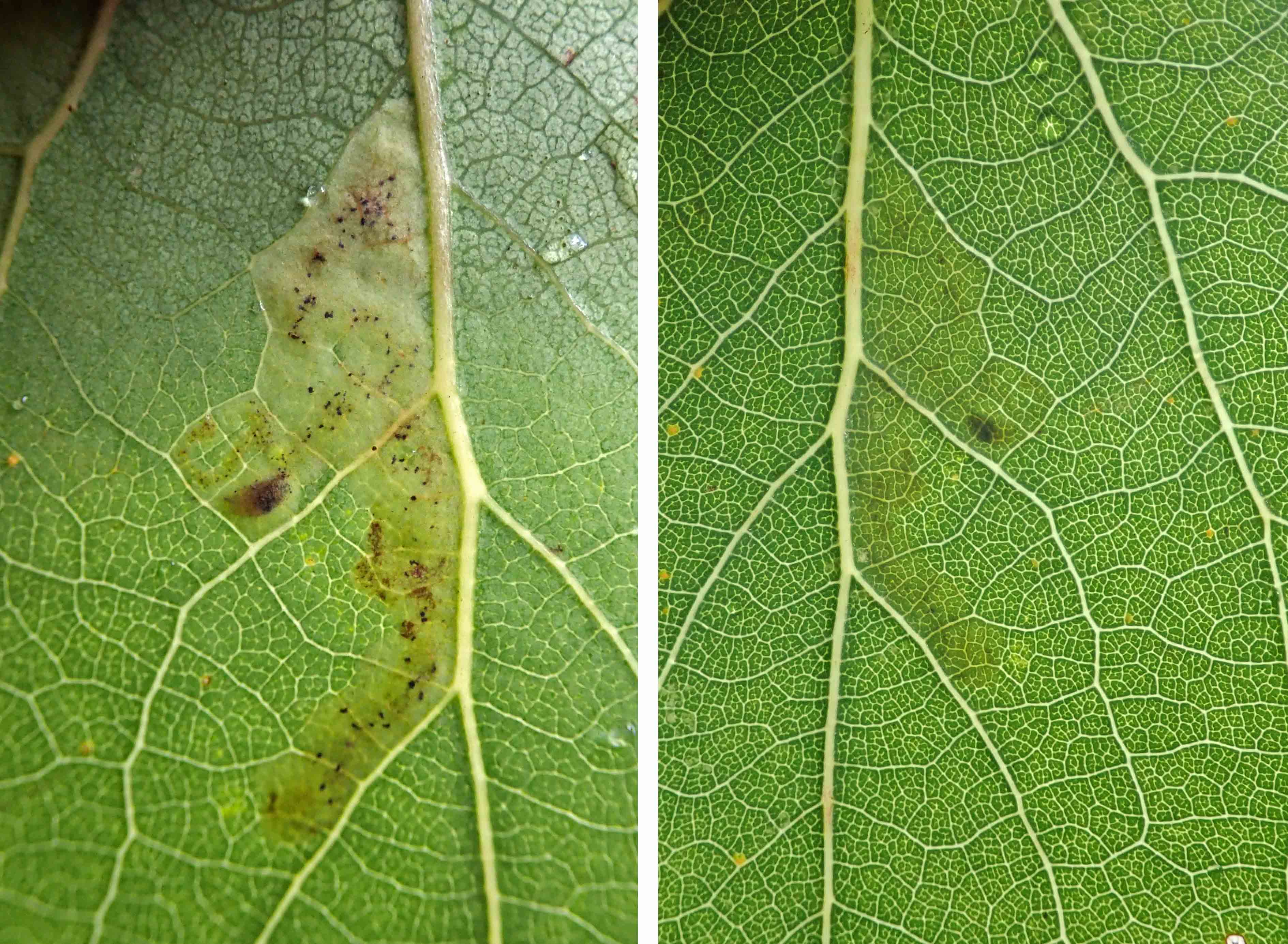 241007 Aulagromyza tremulae (2)