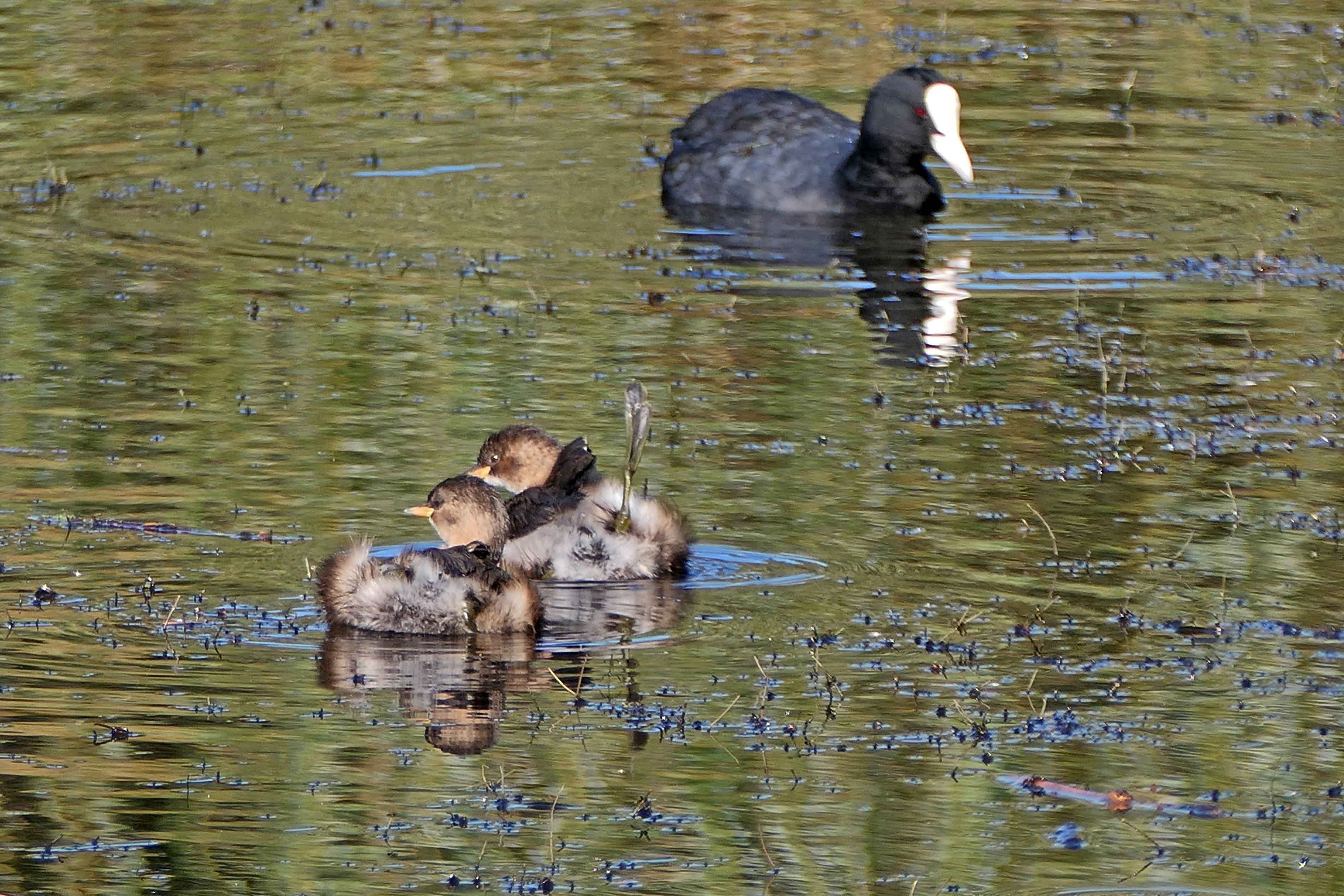 241009 little grebes (2)