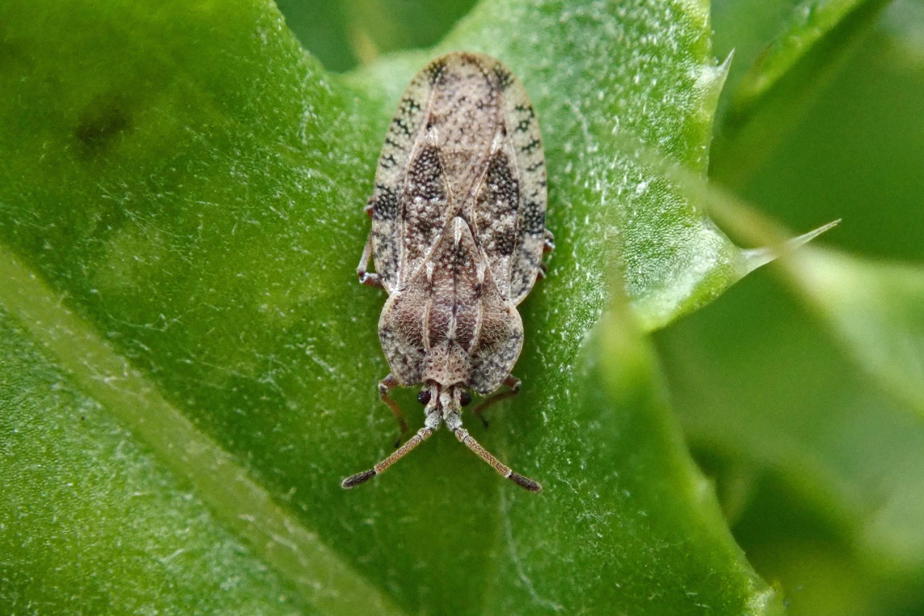 241010 Spear thistle lacebug (2)