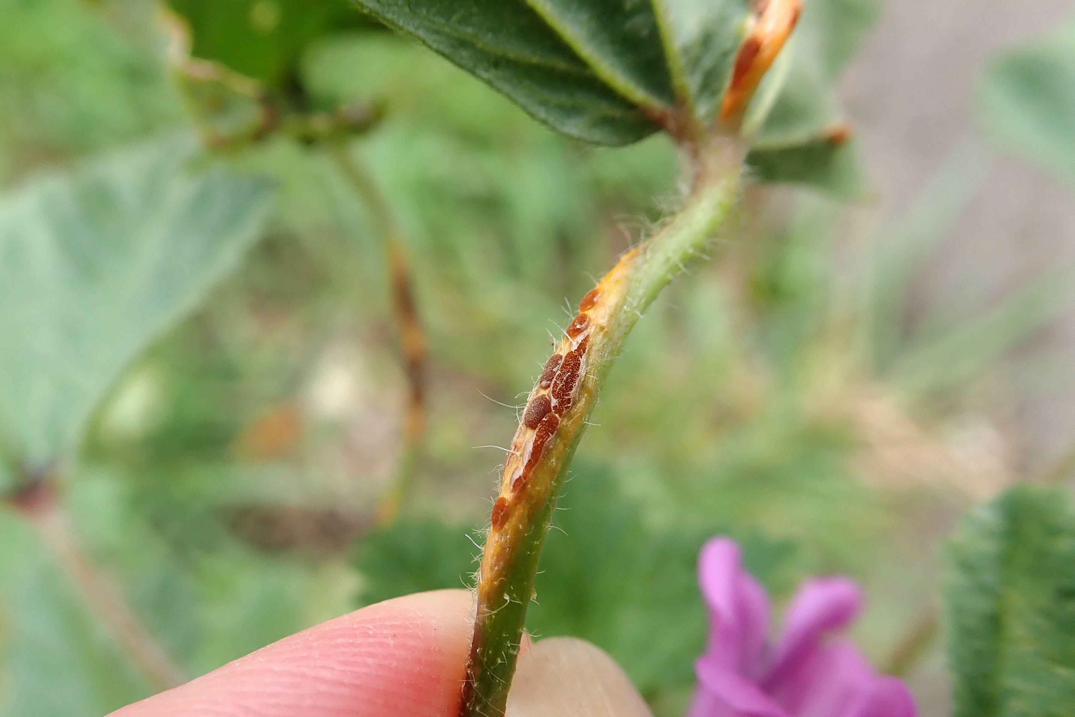 241011 Puccinia malvacearum (1)