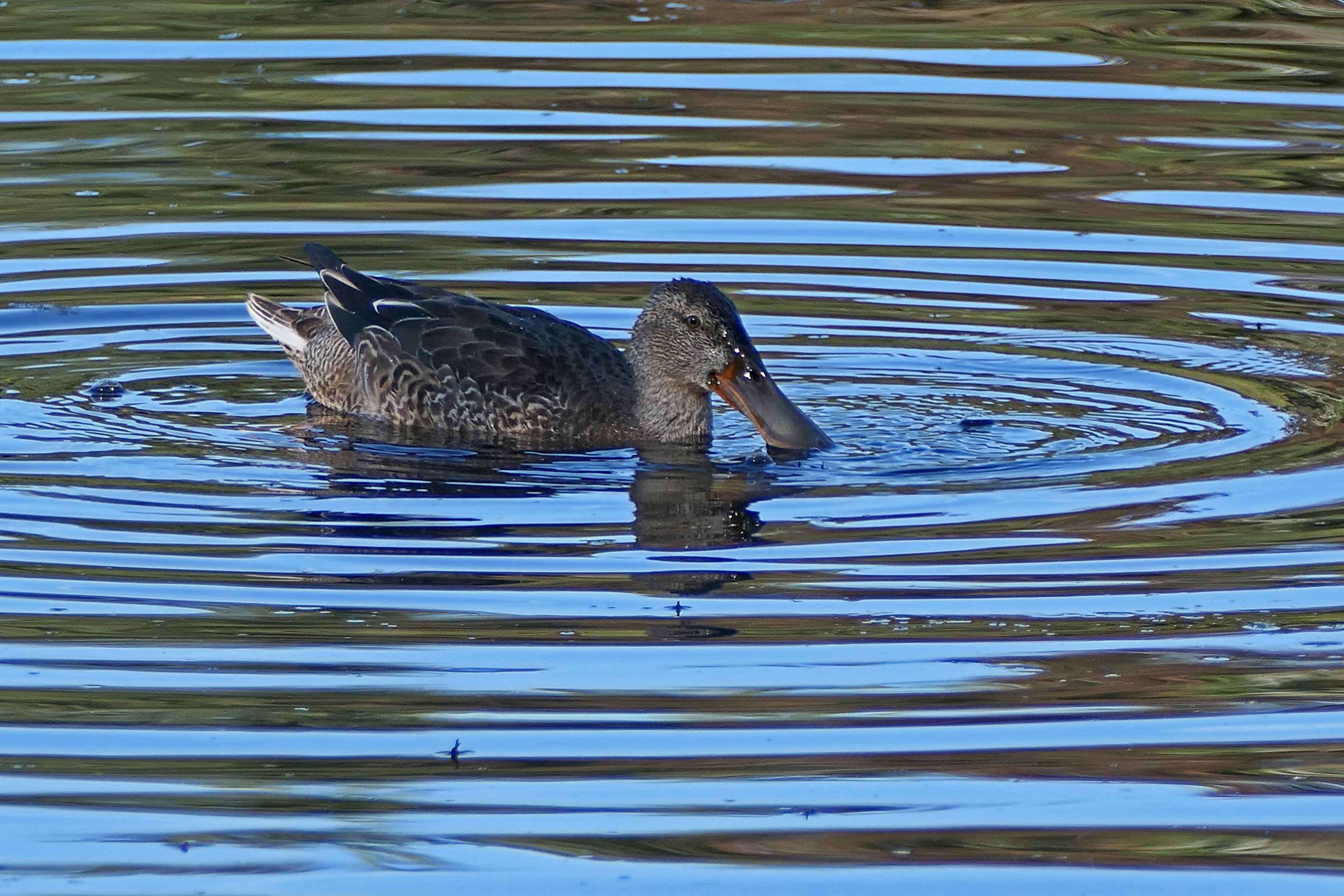 241012 shovelers (1)