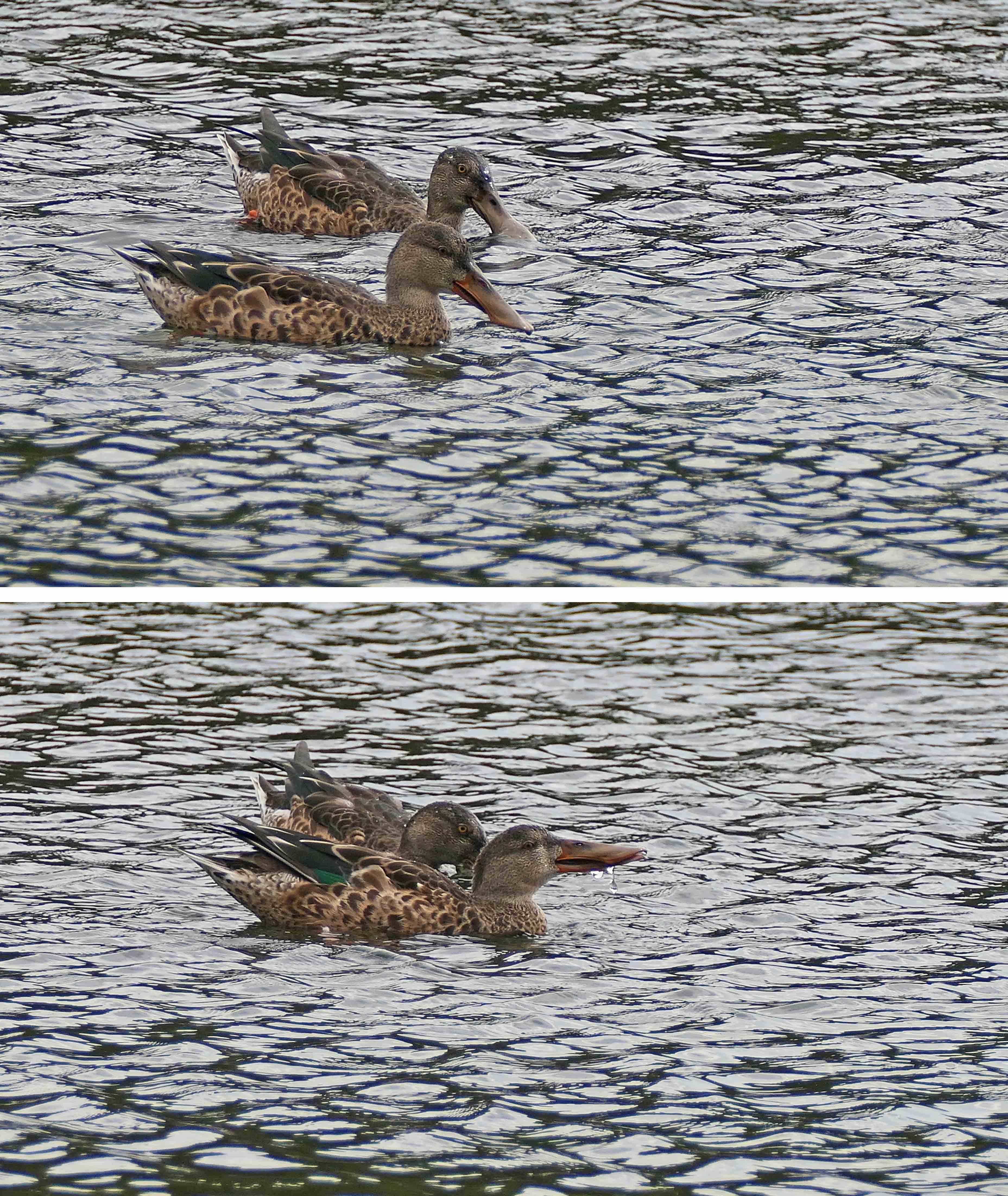 241012 shovelers (2)